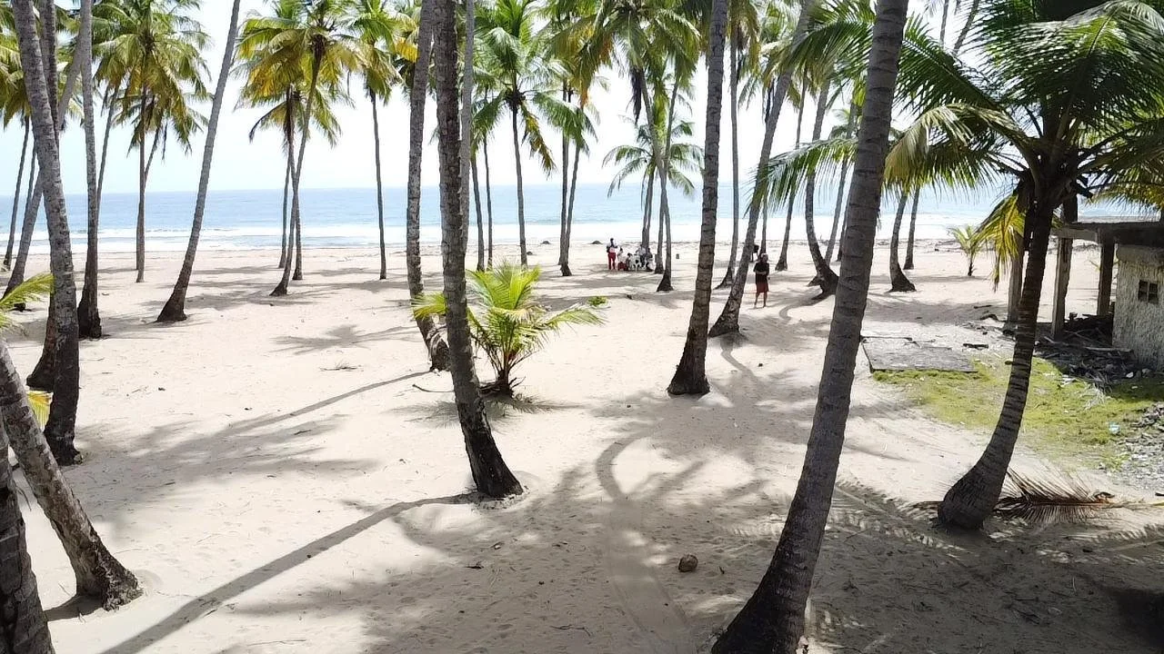 Playa de arena con muchas palmeras, vista del mar y algunas personas en la distancia.