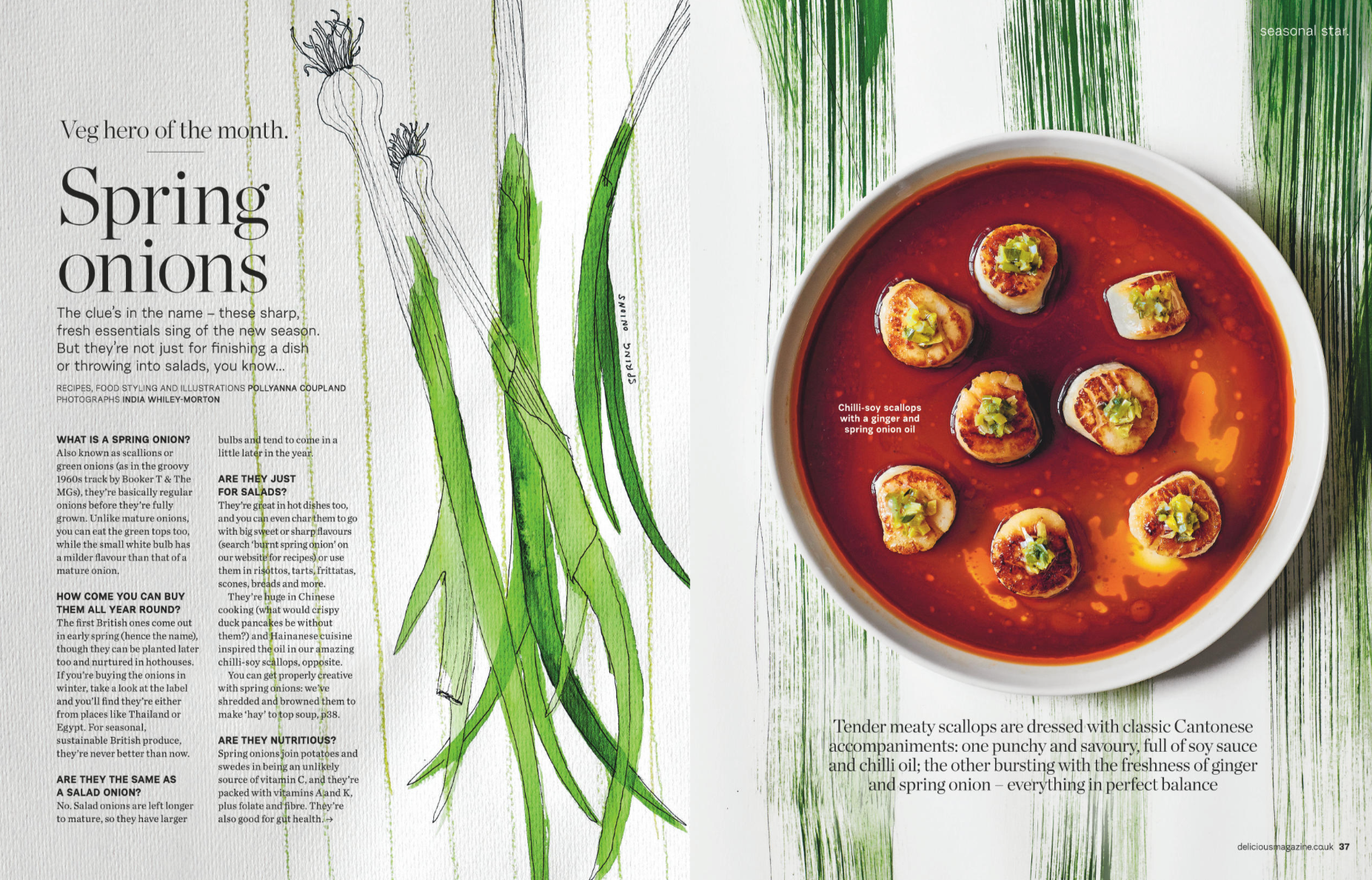 A magazine spread featuring spring onions and a bowl of chili-soy scallops in chili oil. The left page has text and an illustration of spring onions, and the right page shows a white bowl of scallops in red chili oil garnished with green spring onion pieces, on a background with green brush strokes.