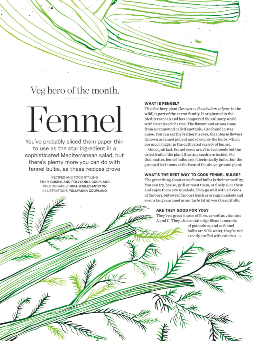 Illustration of fennel plant with green stems and feathery leaves, accompanying an informational article about fennel.