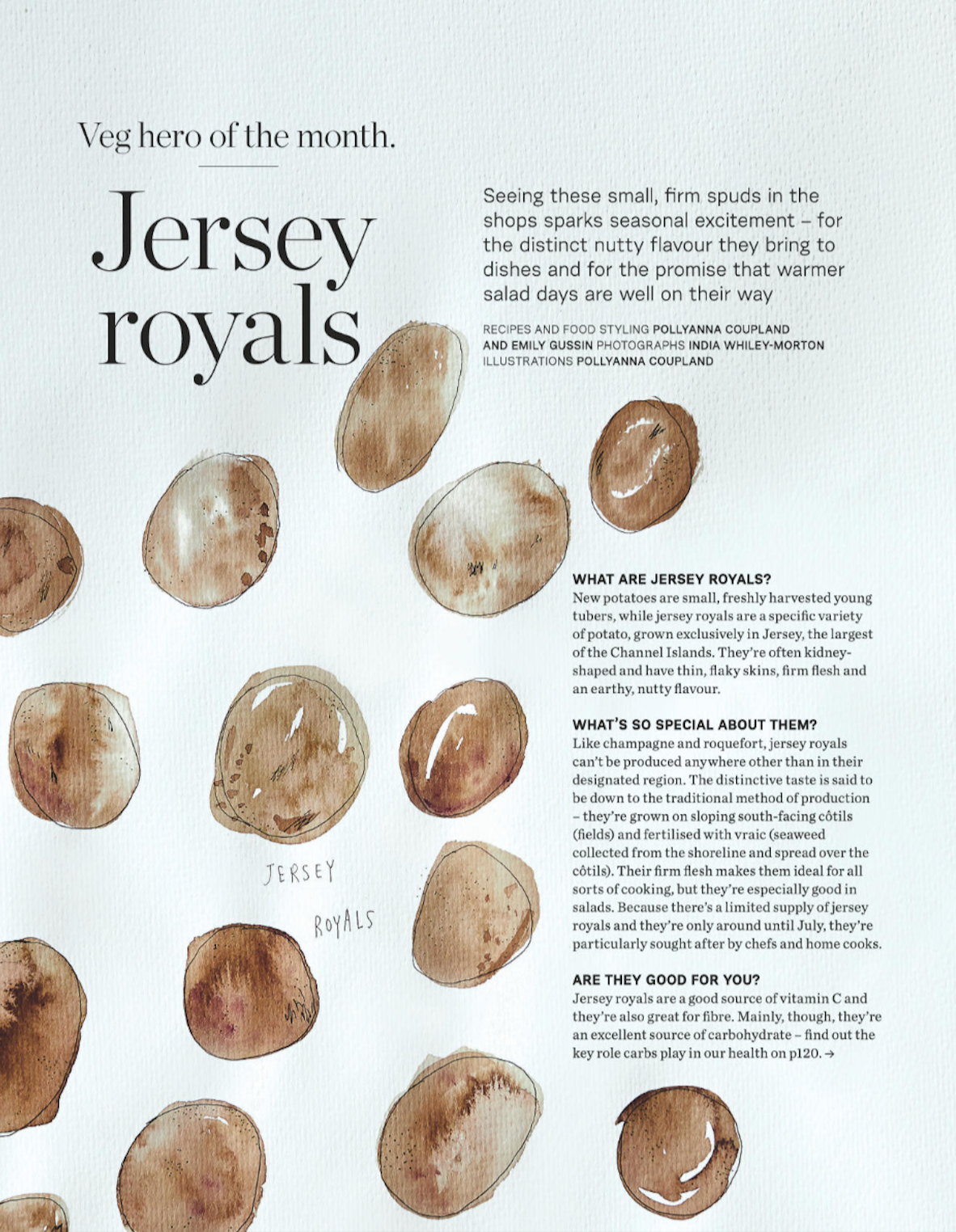Page from a magazine or book featuring hand-drawn illustrations of Jersey royals potatoes with text describing their characteristics and history.