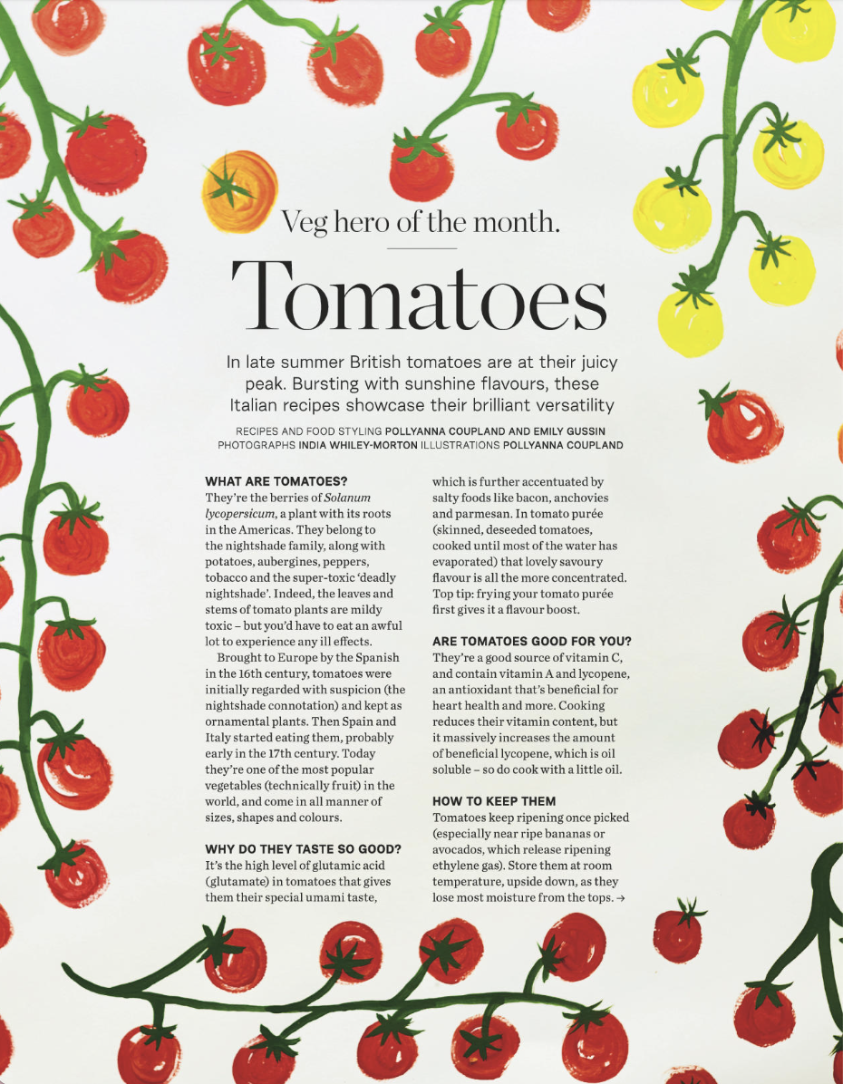 Illustration of tomato plants with ripe red and yellow tomatoes on the vine surrounding a page of text about tomatoes, their varieties, taste, health benefits, and storage tips.