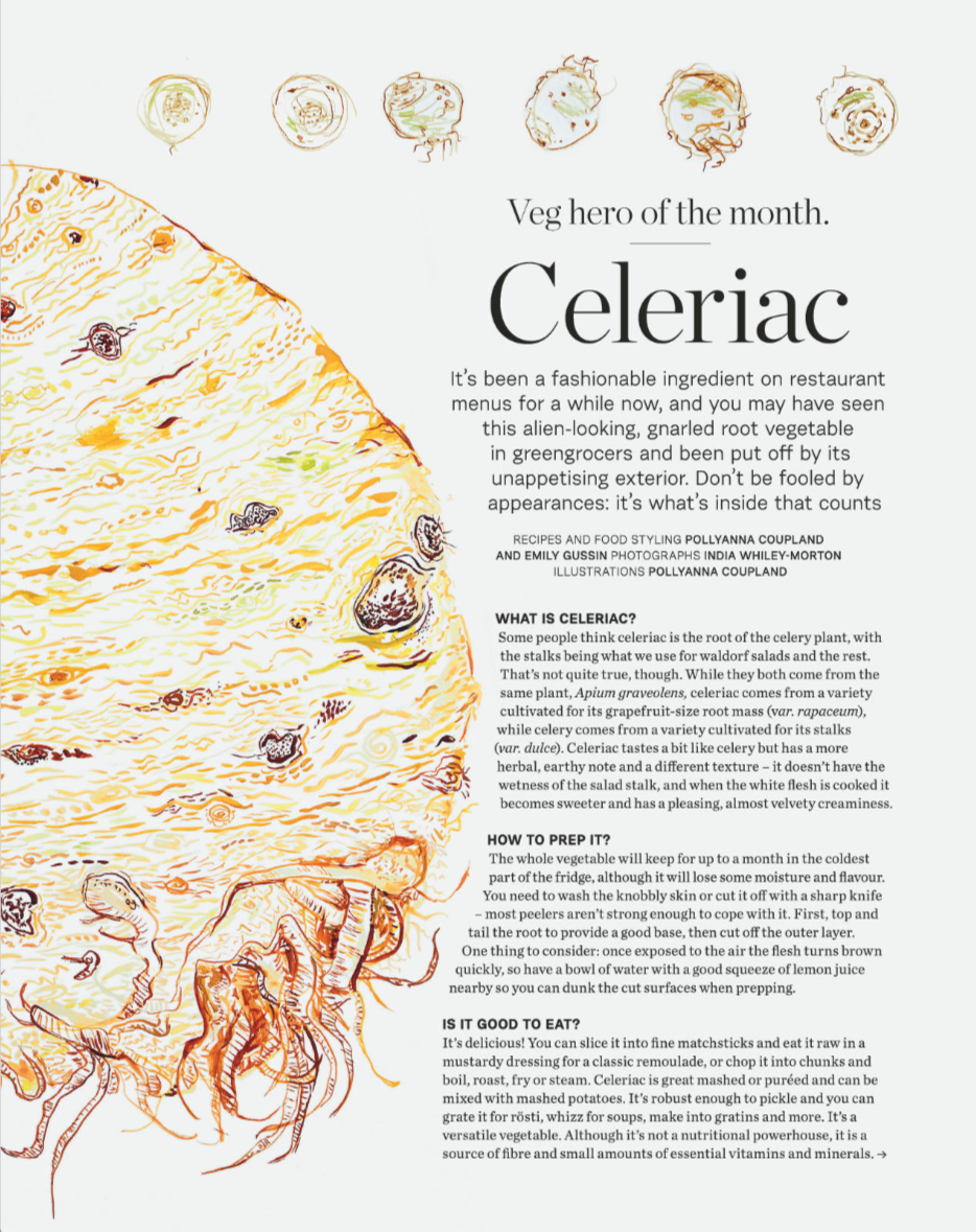 Illustration of a large celeriac root with smaller illustrated celeriac variations above and text explaining its culinary uses.