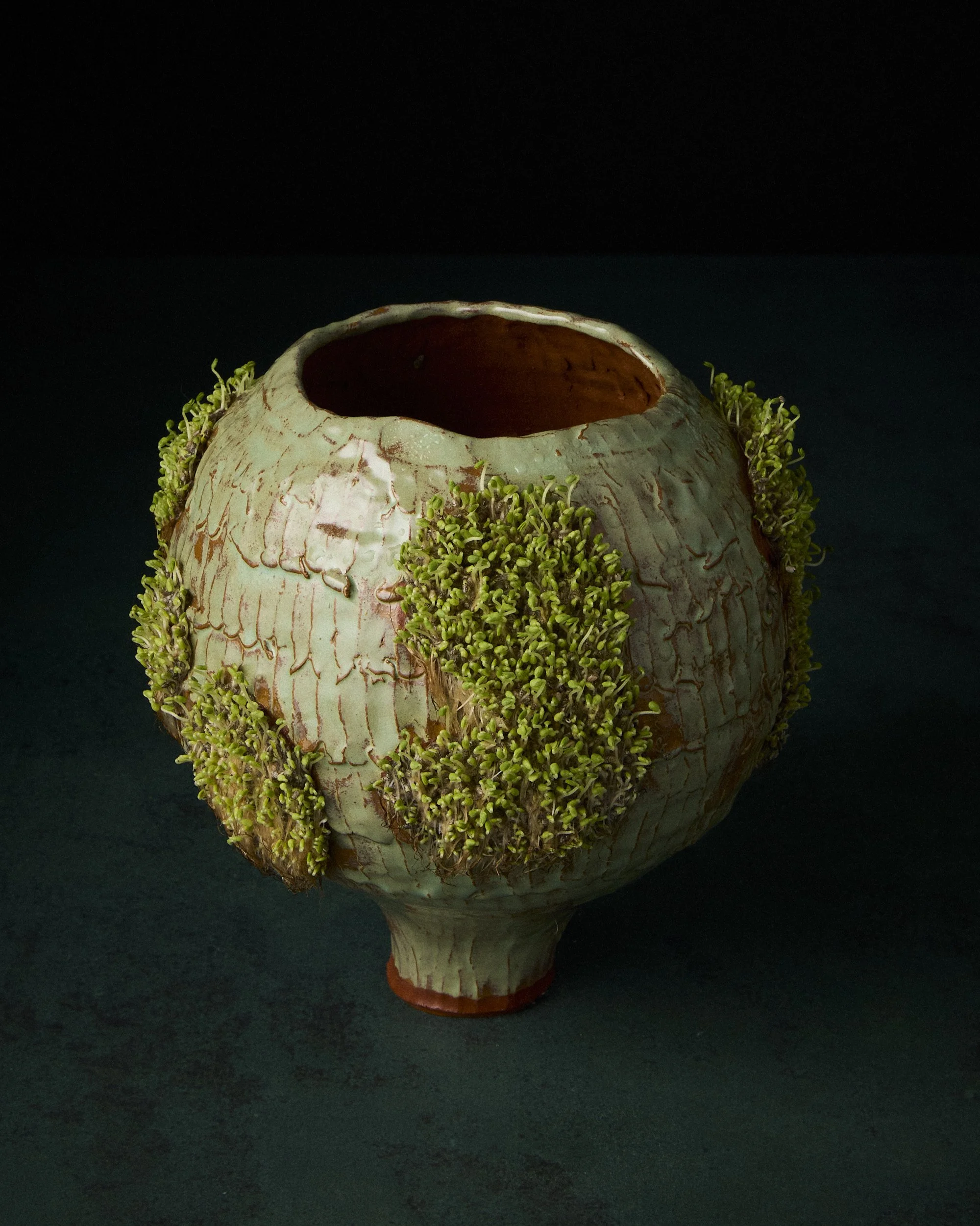 Chia Sprout Patch_219.jpg