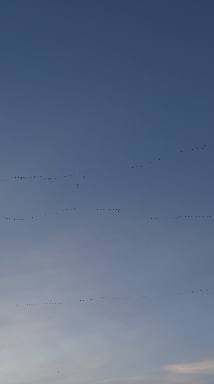 20501791-uhd_2160_3840_30fps.png