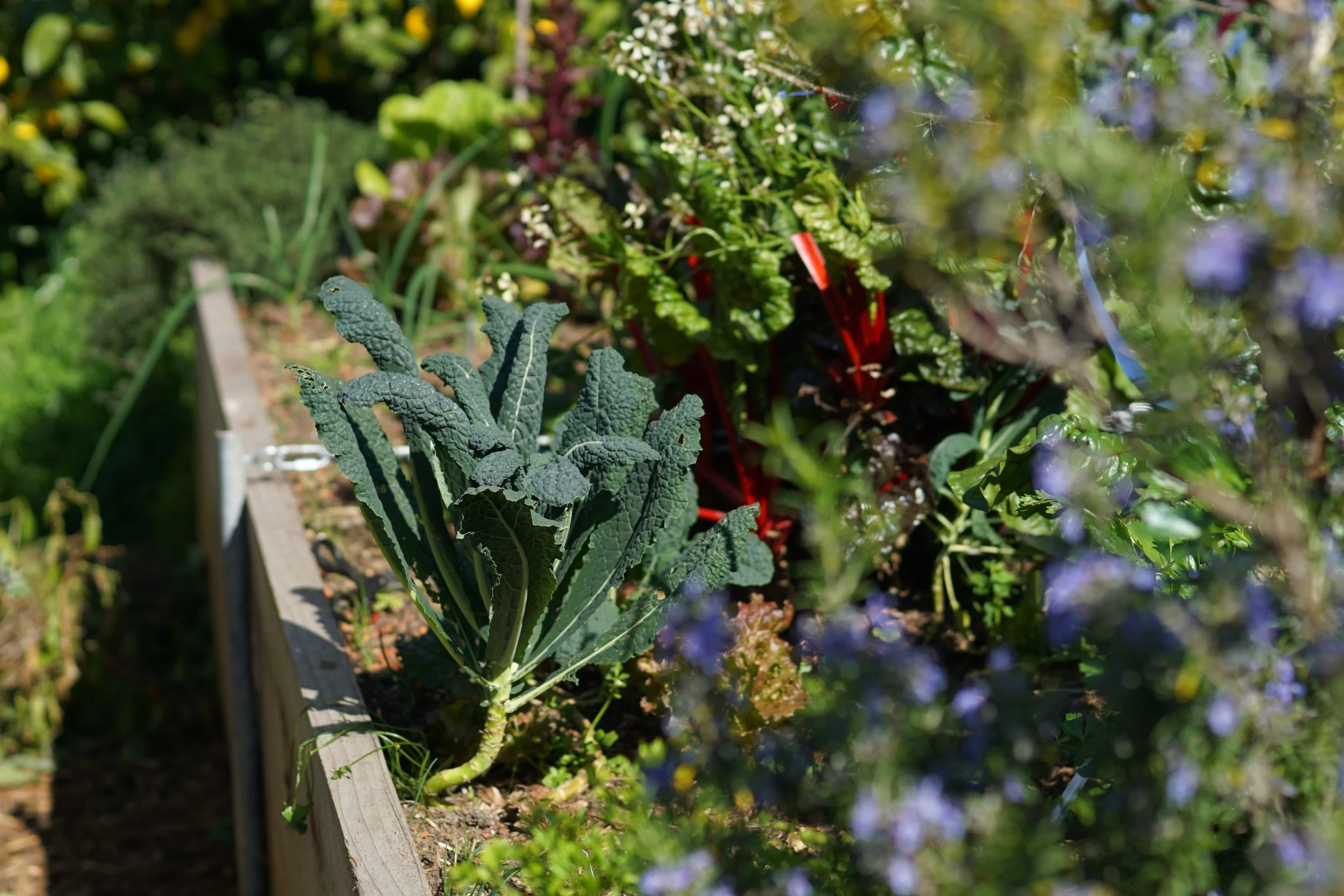 garden bed with various herbs and vegetables