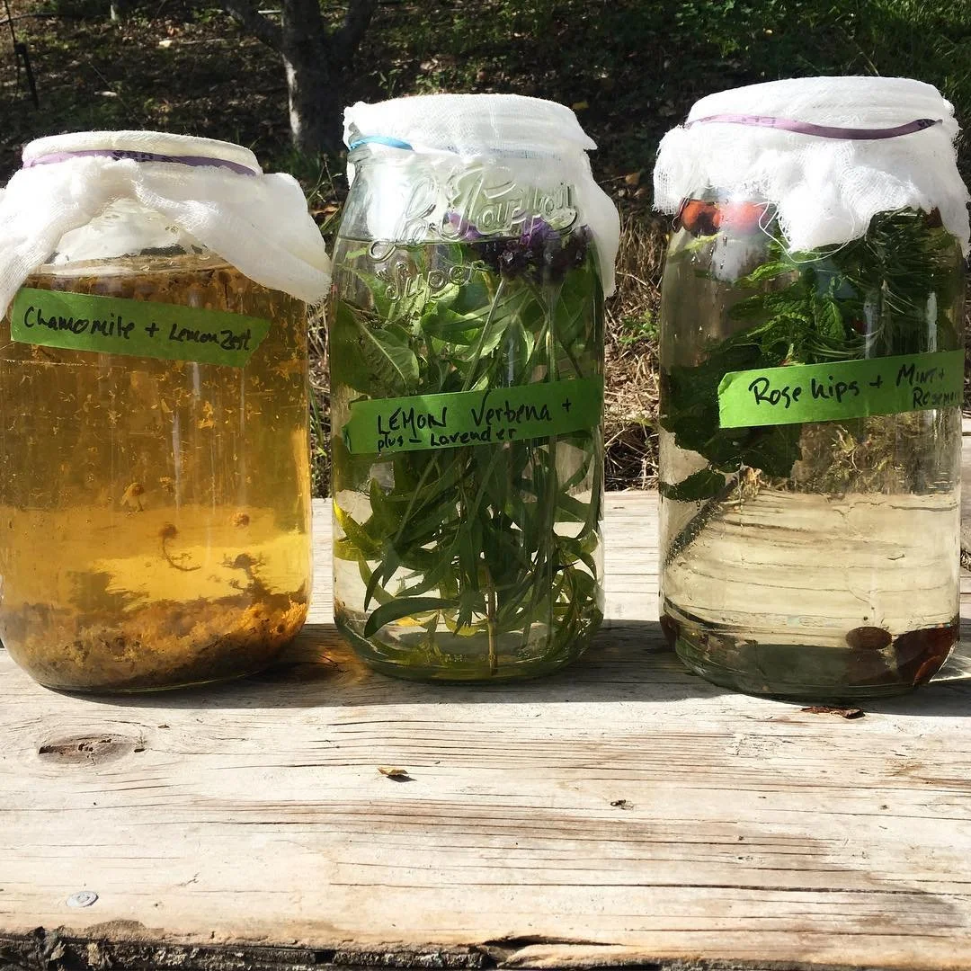 various herbs like chamomile, lemon zest, rose hips, mint, rosemary, lemon verbena, and lavender in glass jars to steep as tea