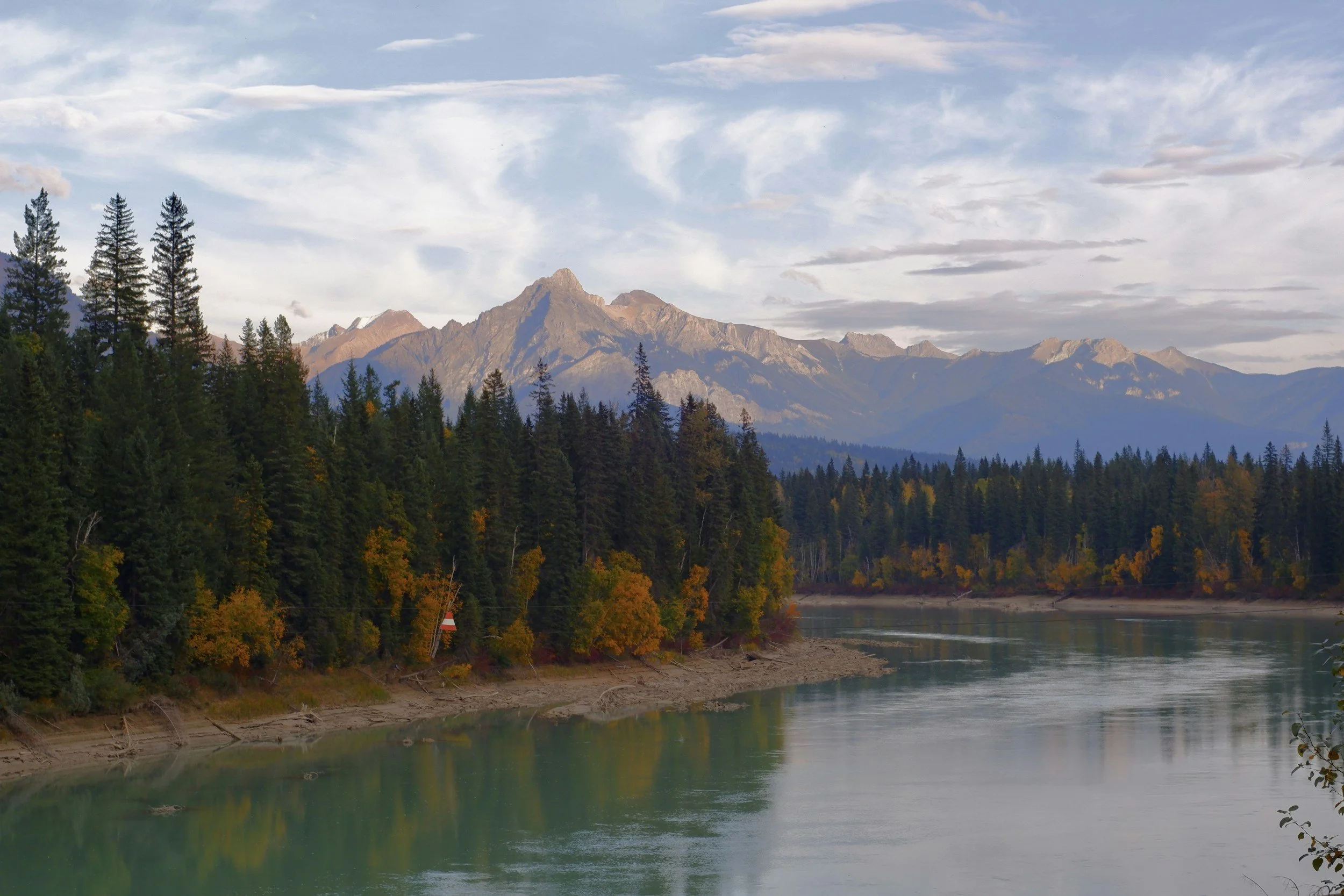 Golden larches amid green pines on the curve of a winding river in the rocky mountains