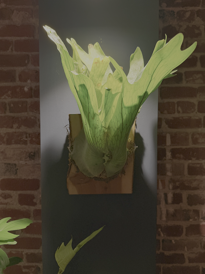 The Torch.png