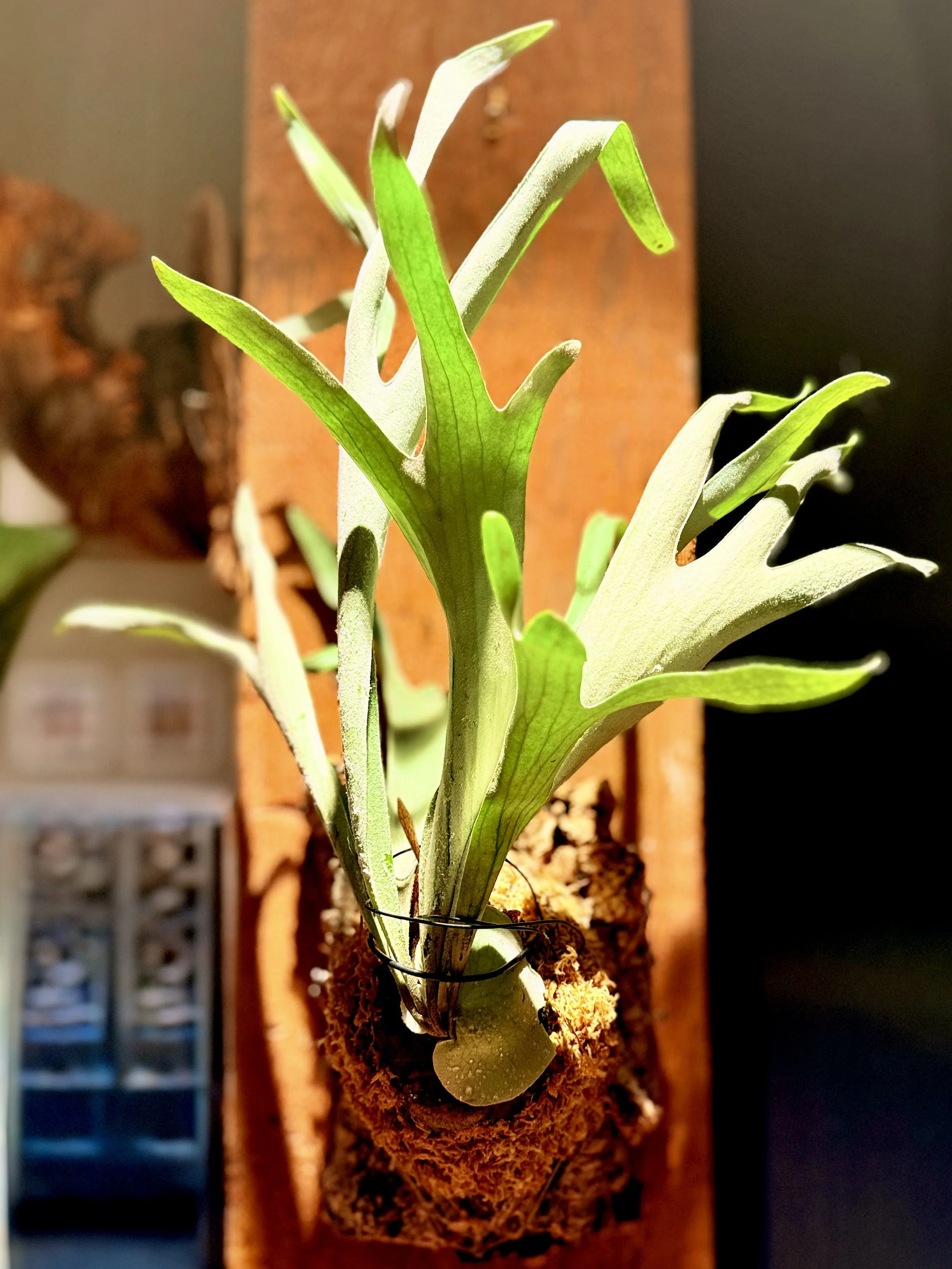 Platycerium Veitchii Lemoneii