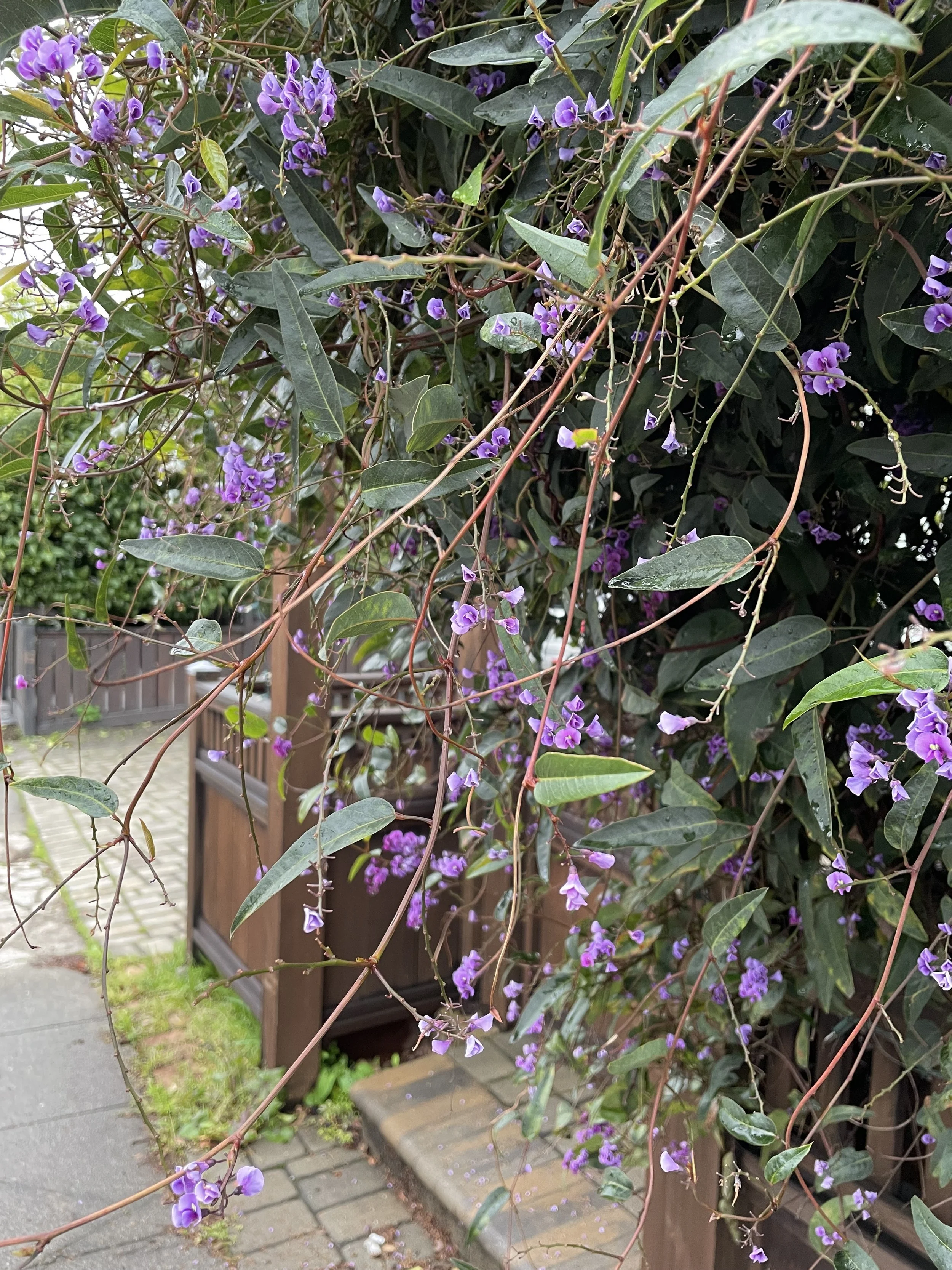 Close-up view of purple flowering vines with dark green leaves meandering into the sidewalk at eye-level.