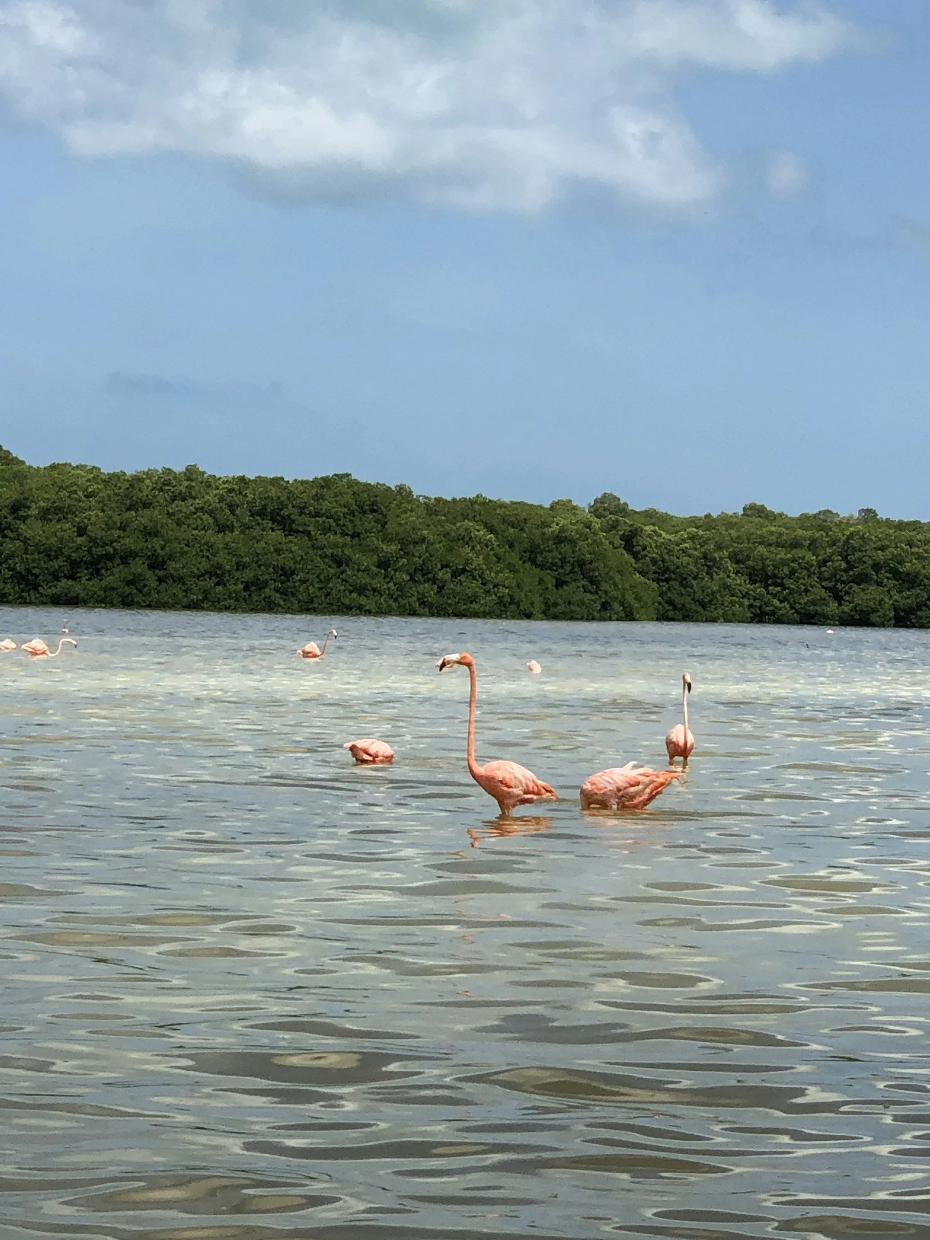 A group of pink flamingos wading in a body of water with green trees and blue sky in the background.