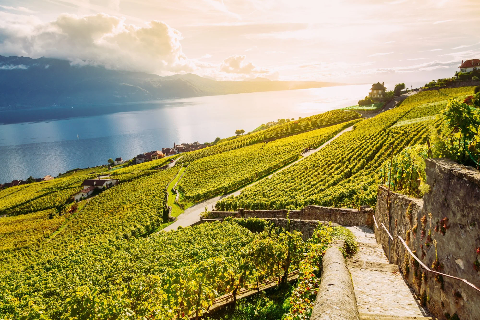 A vineyard on a hillside overlooking a lake with mountains in the background. There is a stone path with a wooden railing running through the vineyard, and houses are scattered along the slope. The scene is lit by sunlight with some clouds in the sky