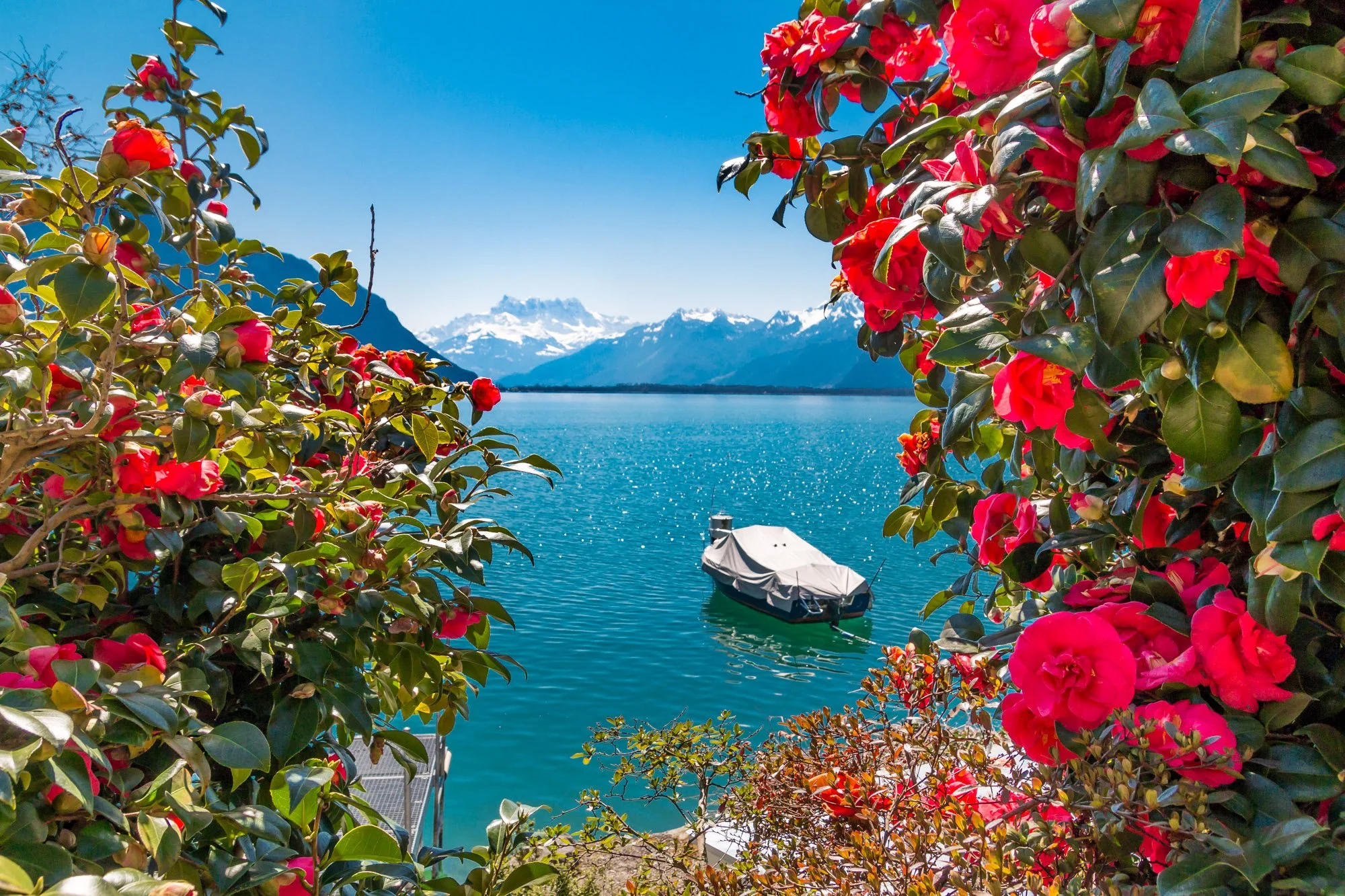 A scenic view of snow-capped mountains across a body of water, framed by vibrant pink and red flowers and green foliage.