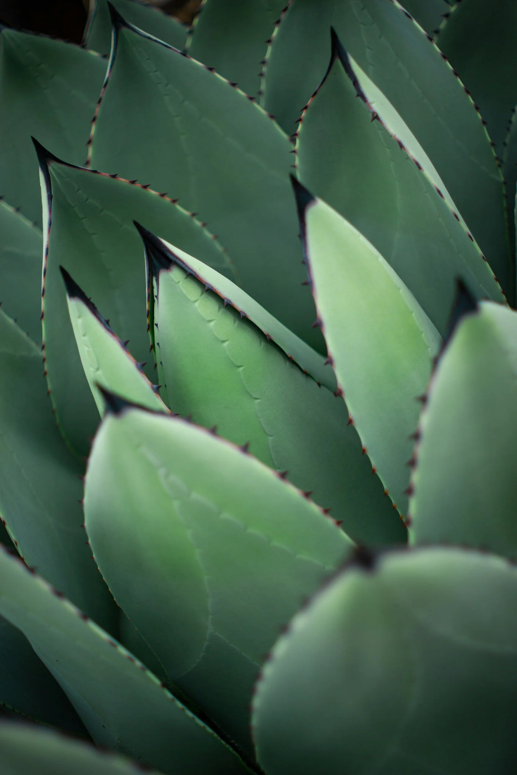 Close-up view of green aloe vera plant leaves with reddish-brown serrated edges