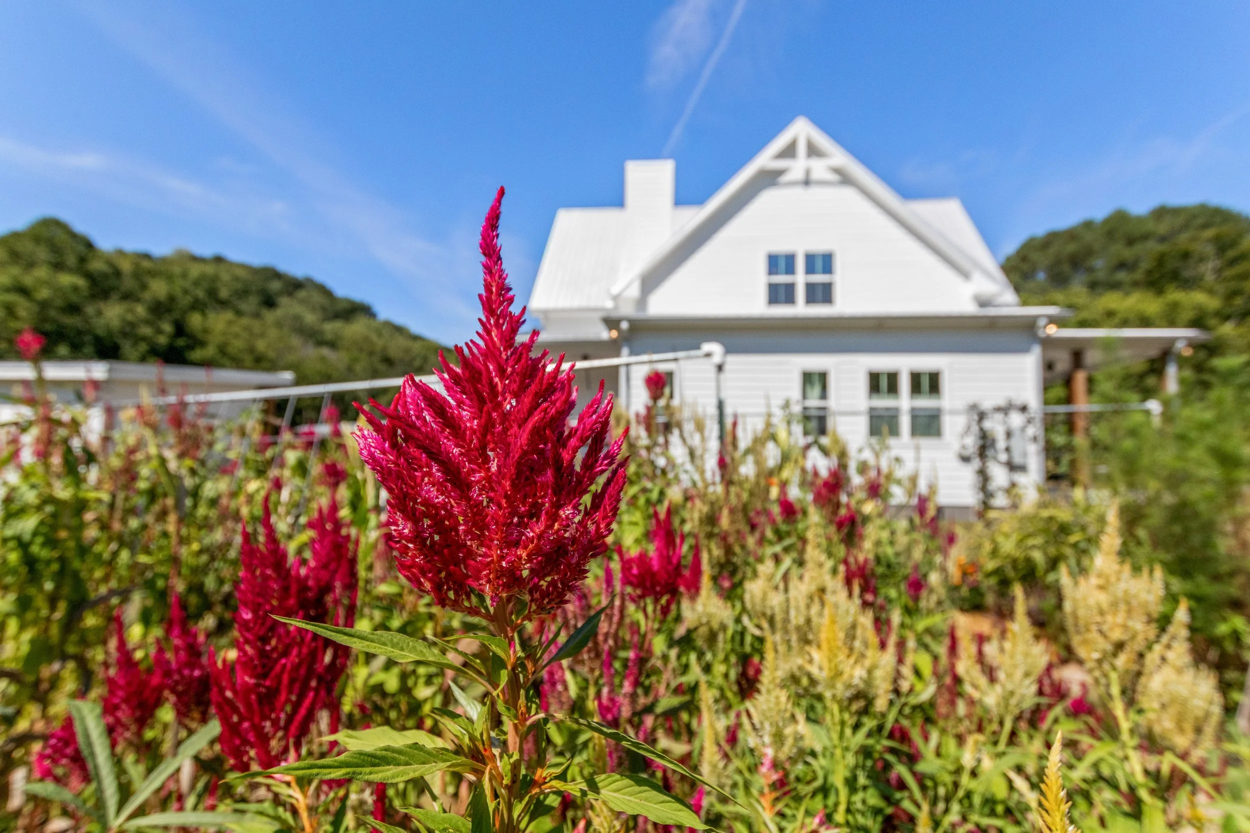 Close-up of vibrant pink flowers in the foreground with a white house and green hills in the background under a clear blue sky.