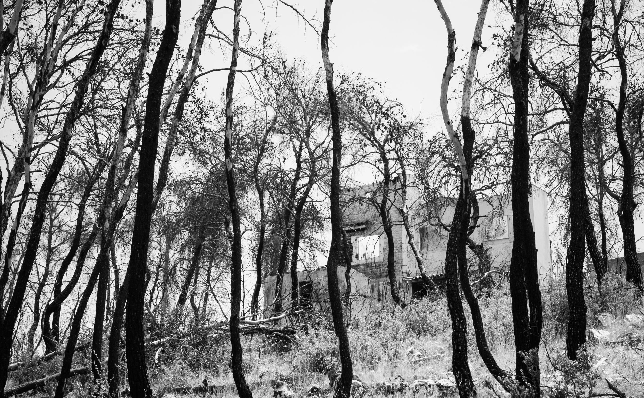 Memories between Woods