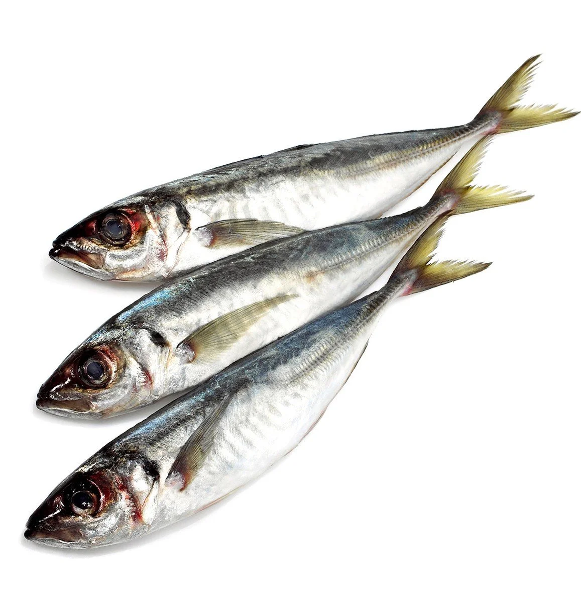 Jack Mackerel