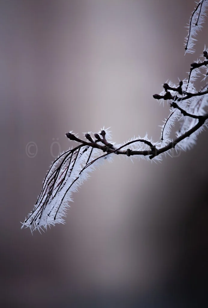 closeup-frosty-branch.jpg