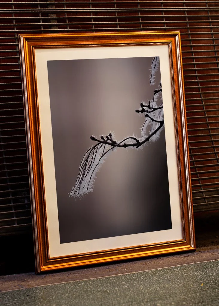closeup-frosty-branch-p4.jpg