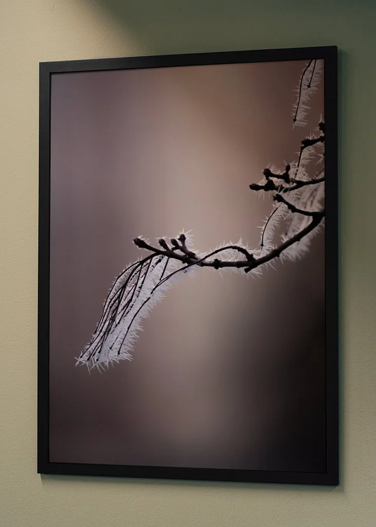 closeup-frosty-branch-p2.jpg