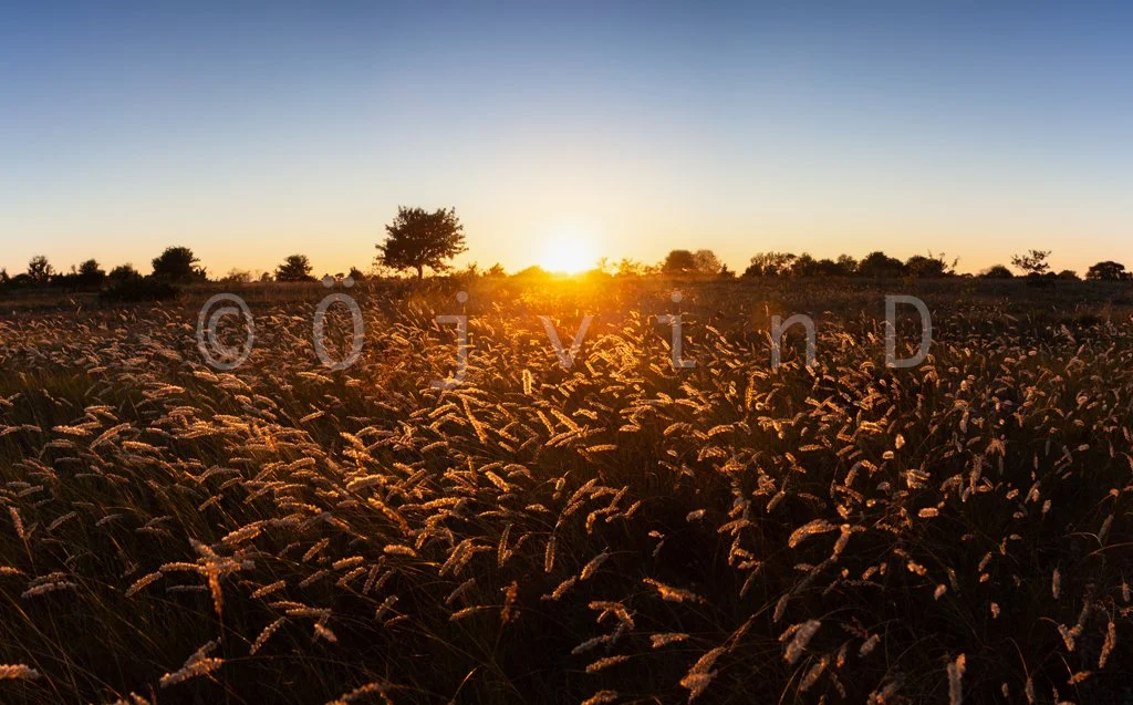 gotland-sunset-sysne-udd-grassland-meadow-nature_liten.jpg