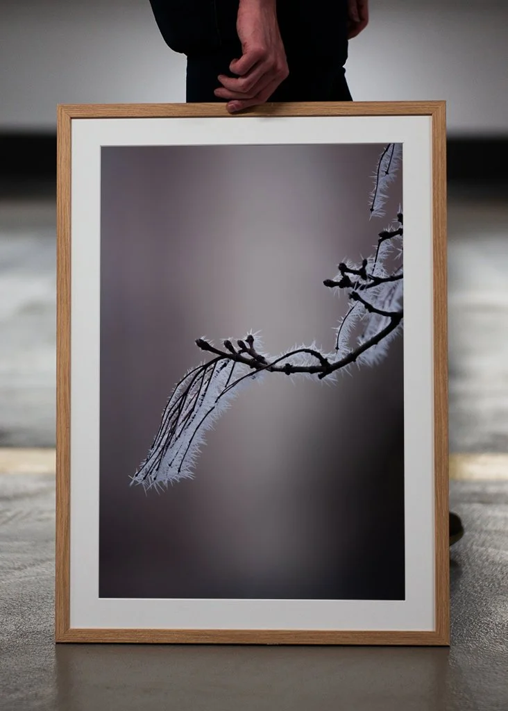 closeup-frosty-branch-p3.jpg