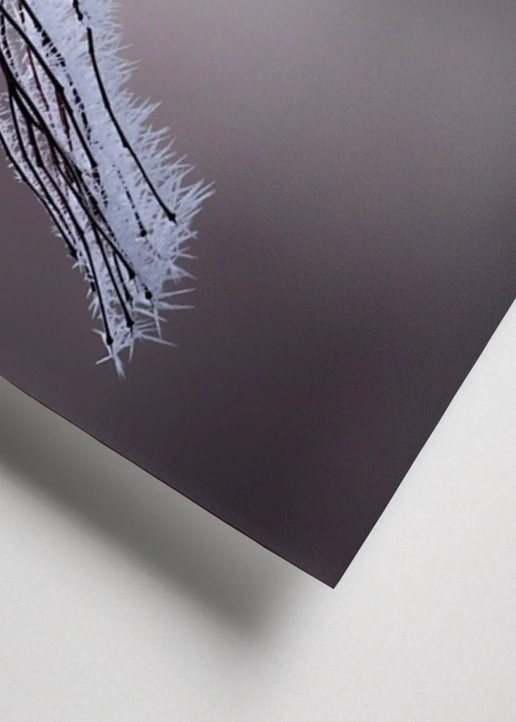 closeup-frosty-branch-p1.jpg