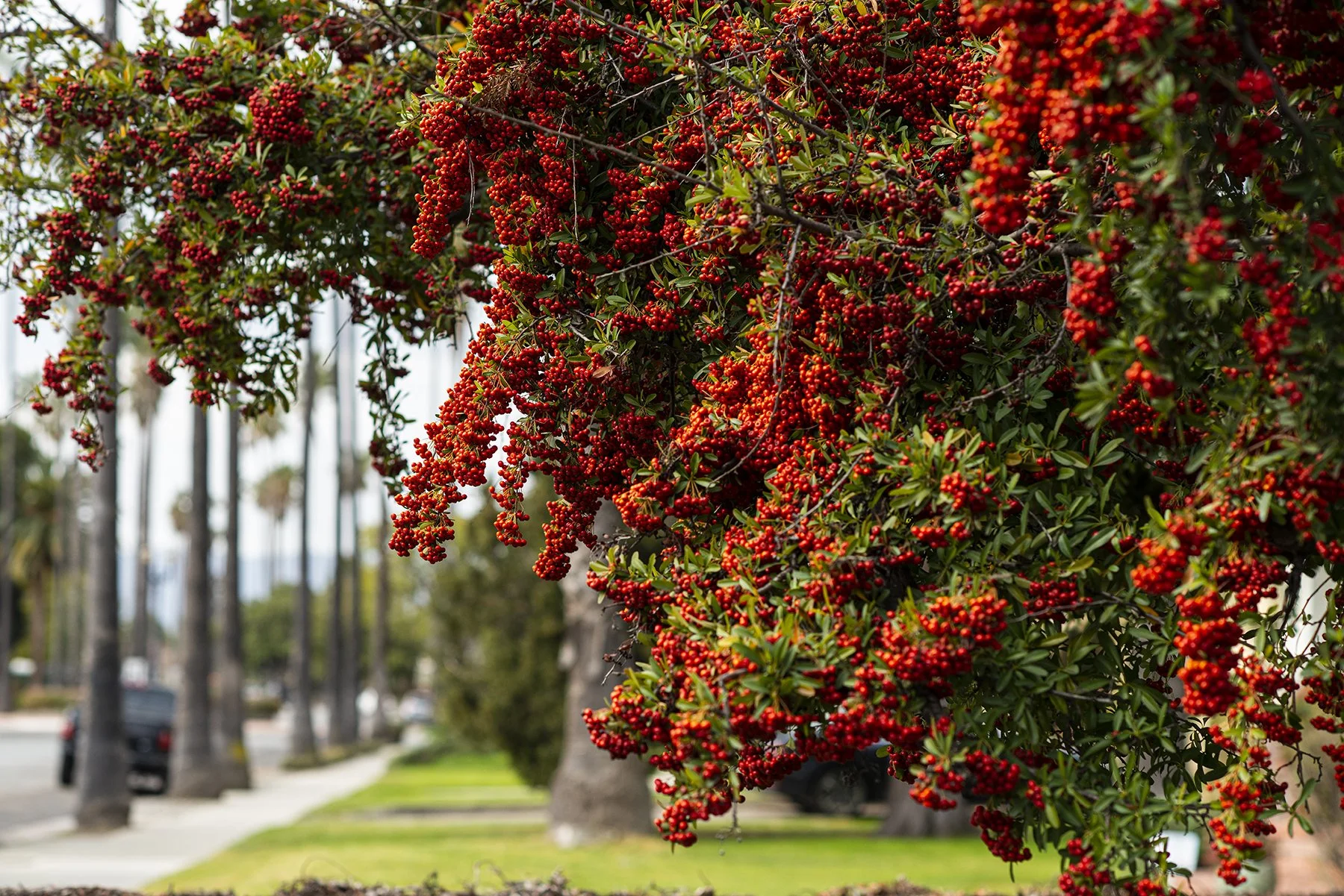 Tree with red berries hanging over sidewalk