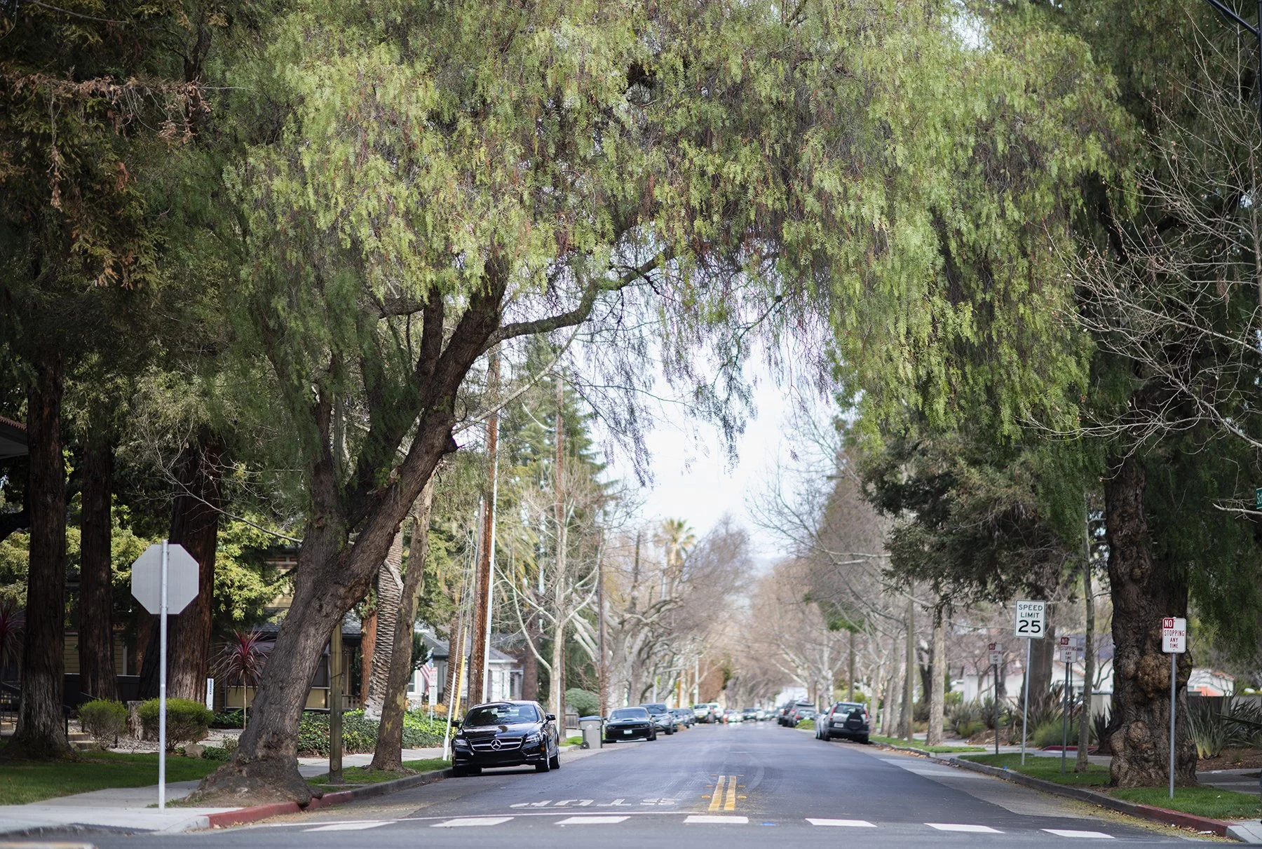 Photo of tree lined street.