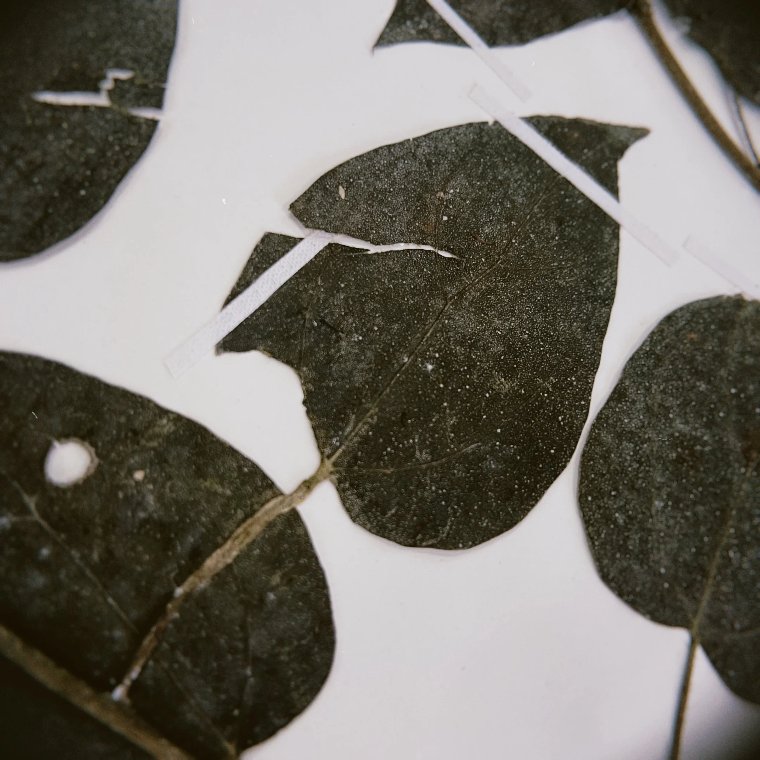 ONGOING RESEARCH: BOTANICAL NAMING AND EPISTEMIC VIOLENCE IN THE CARIBBEAN