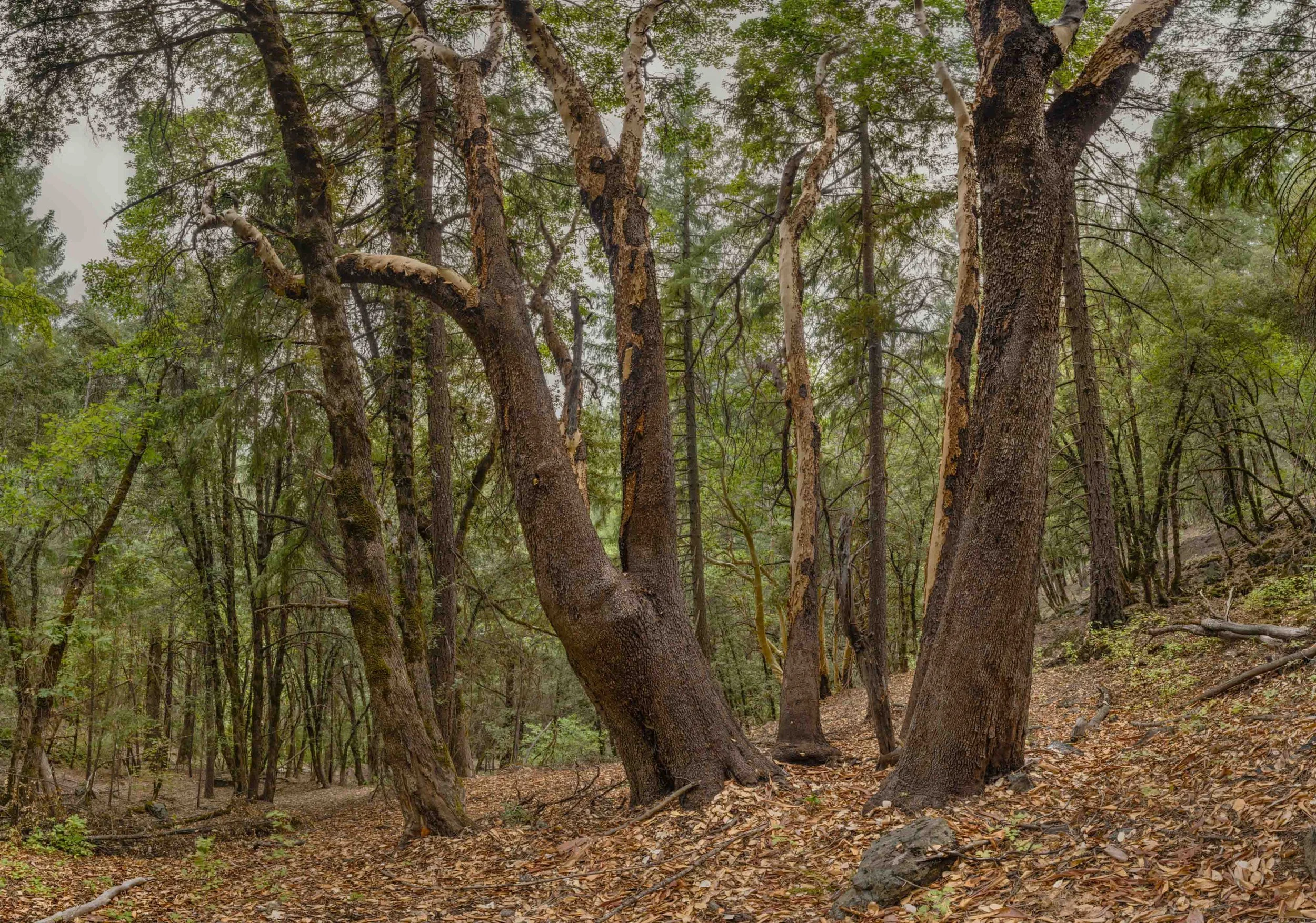 California Forest Project Talk