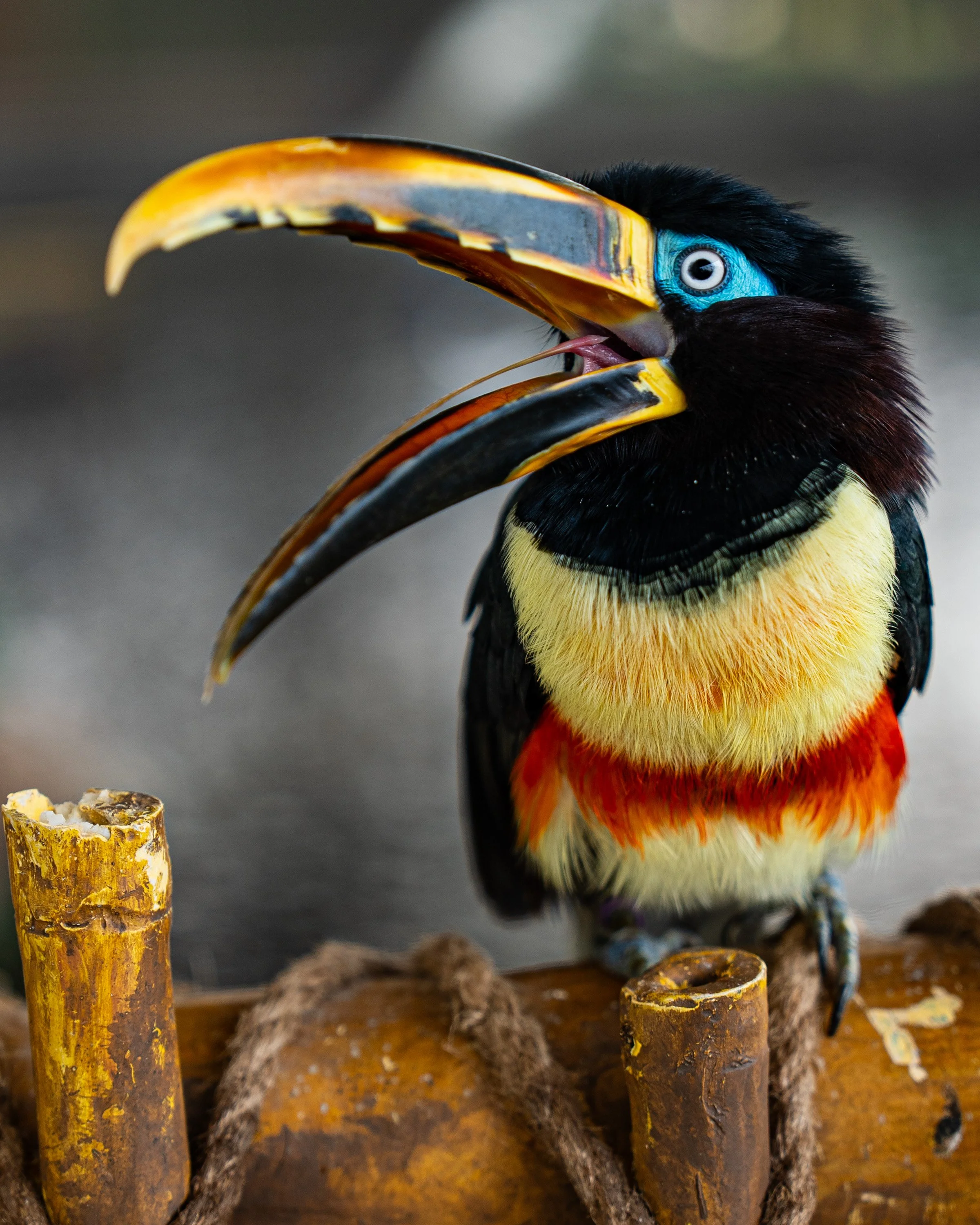 A colorful toucan with a large yellow and black beak, piercing blue eyes, and vibrant yellow, orange, and black feathers, sitting on a wooden perch.