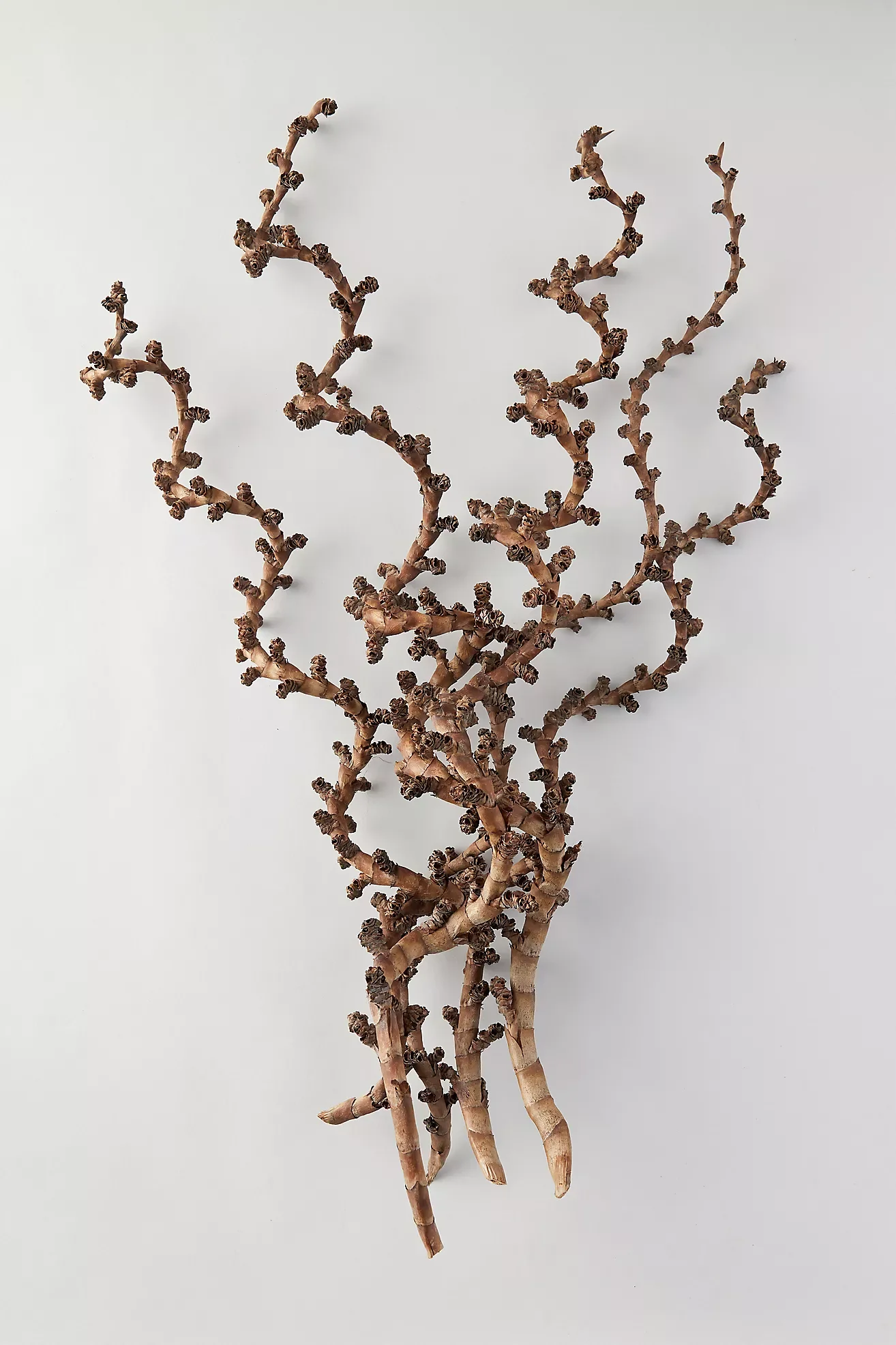 Terrain, Twisted Ladder Branches, $68