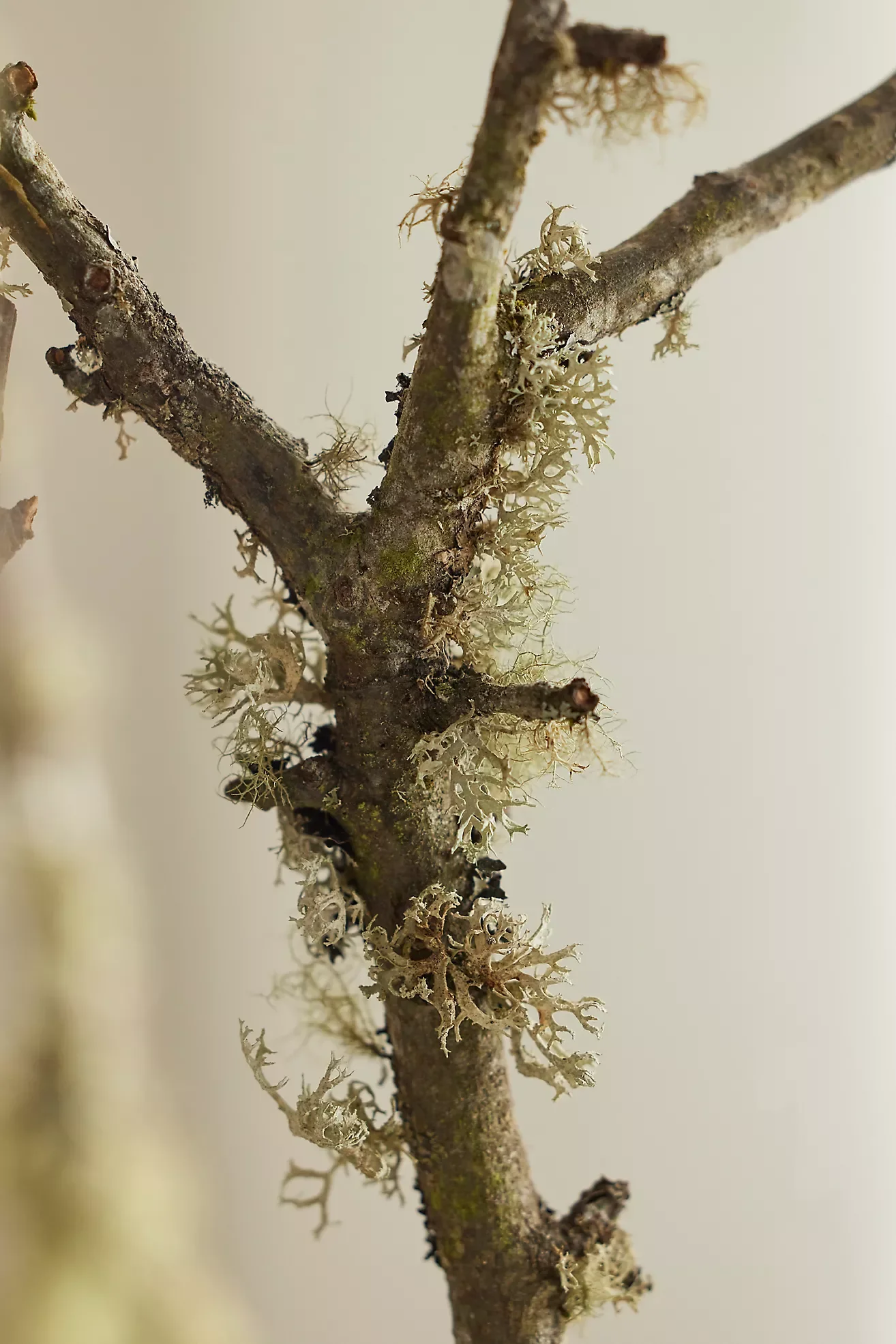 Terrain, Moss and Lichen Branches, $78