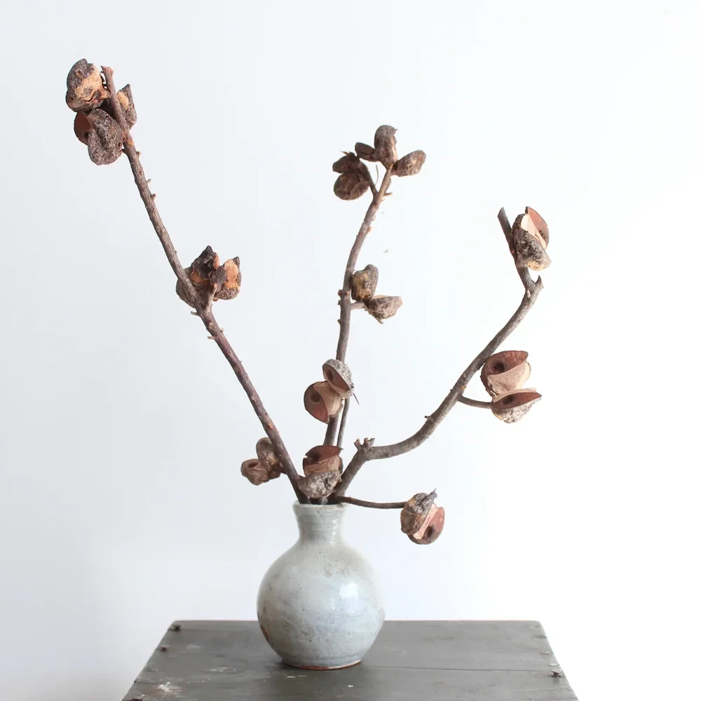 Roxanne's Dried Flowers, Dried Hakea, $12