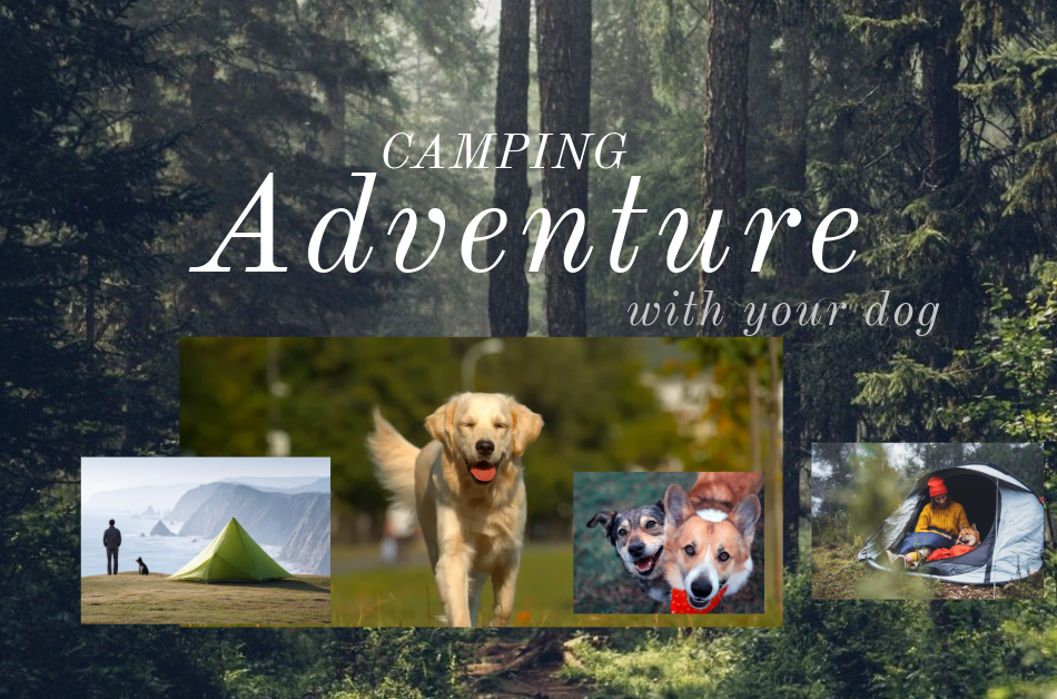 Adventure Awaits: A Pet-Friendly Summer Camping Weekend
