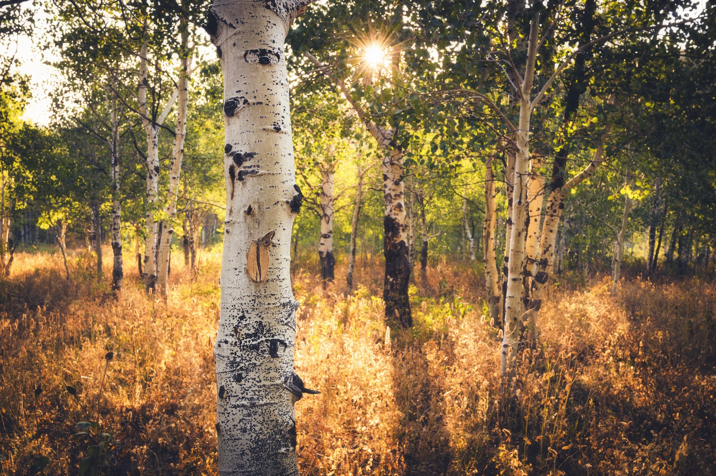 American Fork Canyon