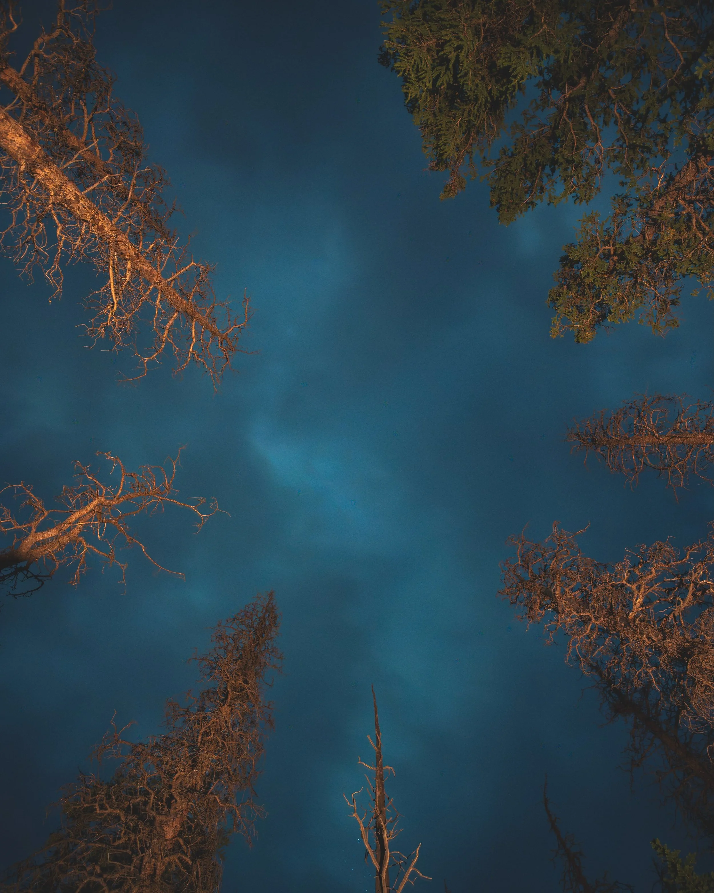 Clouds at night through the trees. Aug 10, 2026