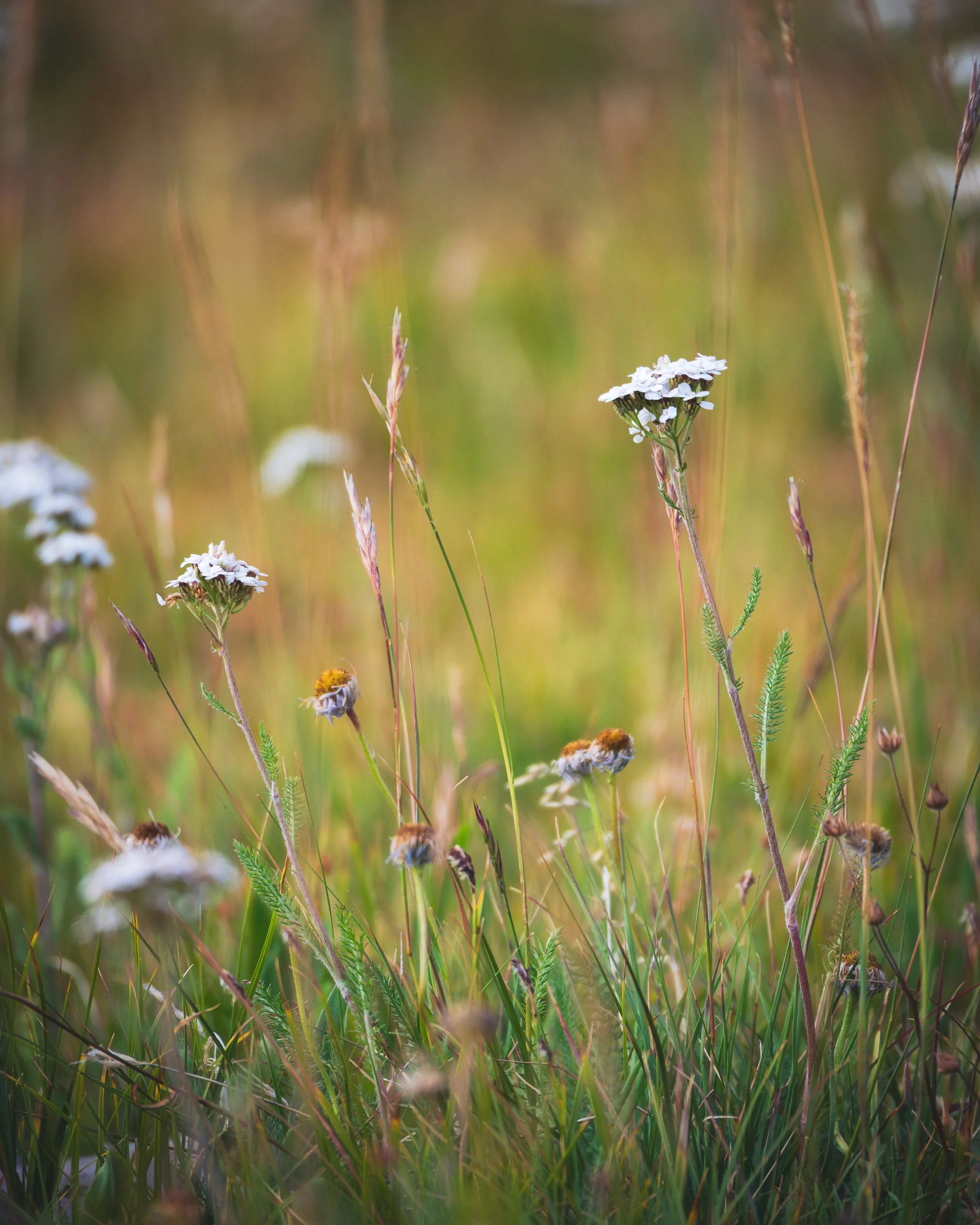 Field of wildflowers. Aug 11, 2026