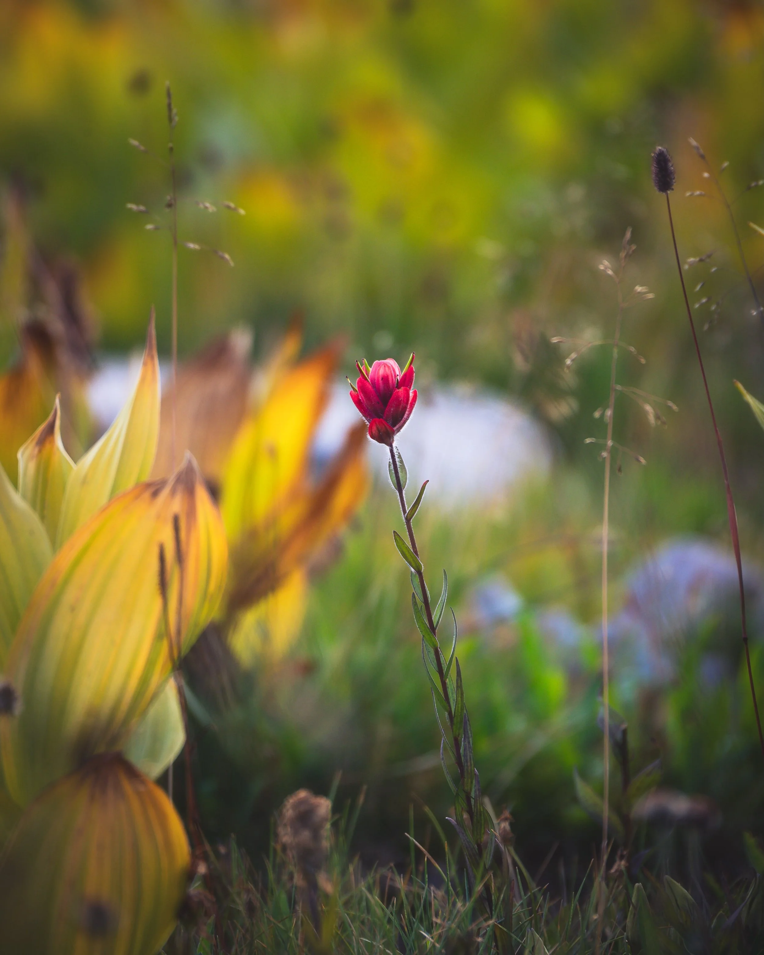 Indian paintbrush. Aug 11, 2026