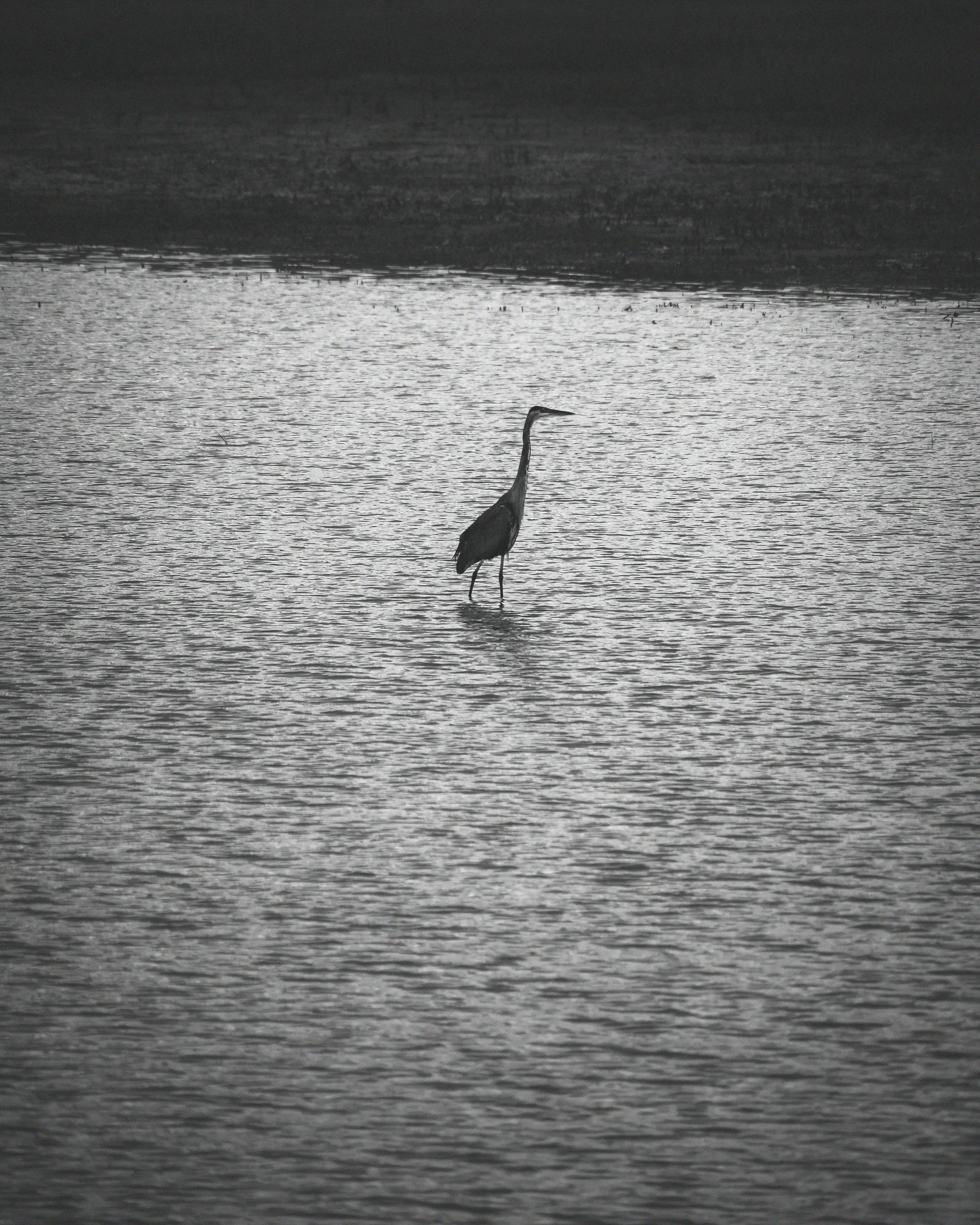 Heron at Utah Lake. Aug 13, 2026