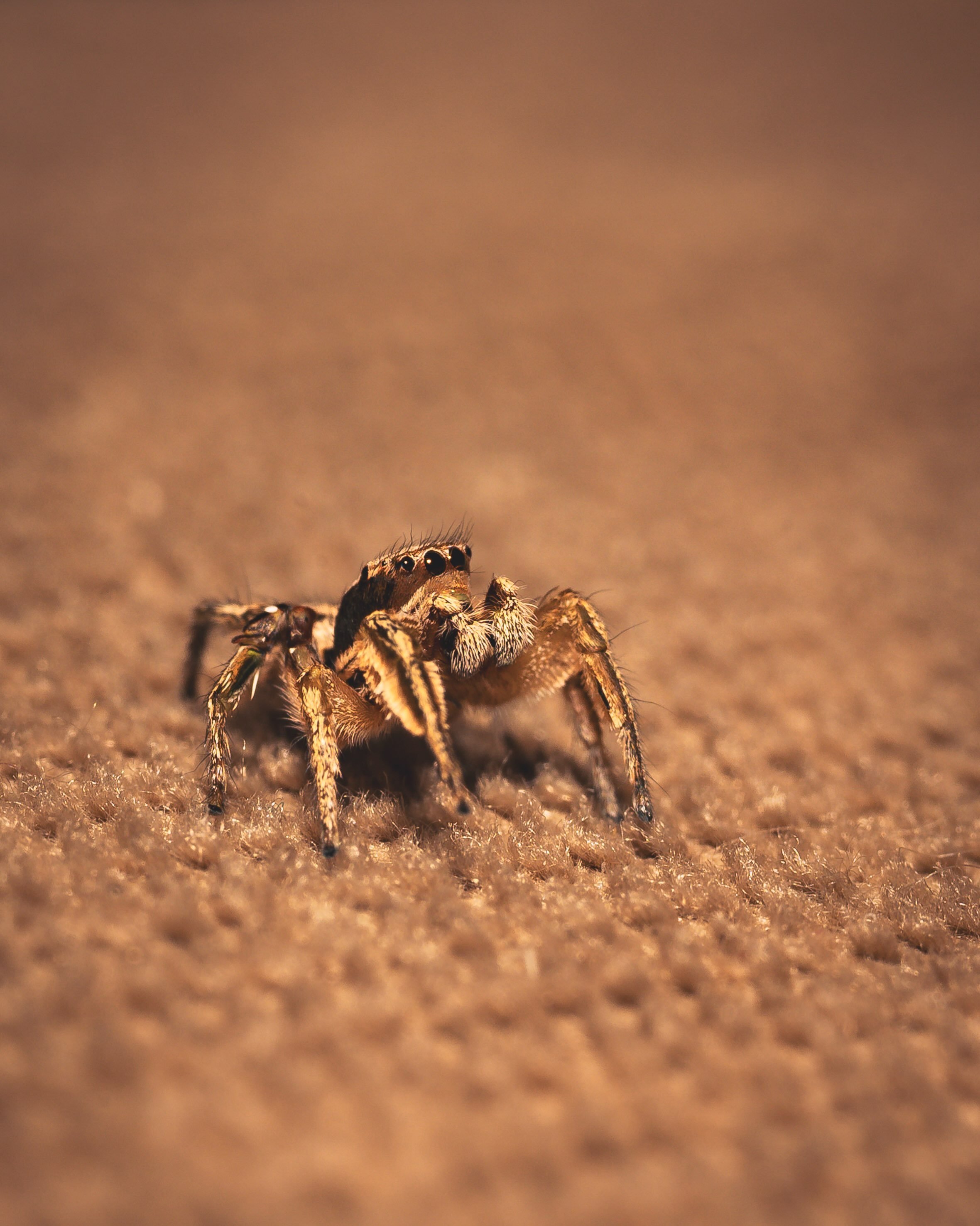 A little macro fun and I think it goes well with preparing for the Halloween season. Aug 24, 2026