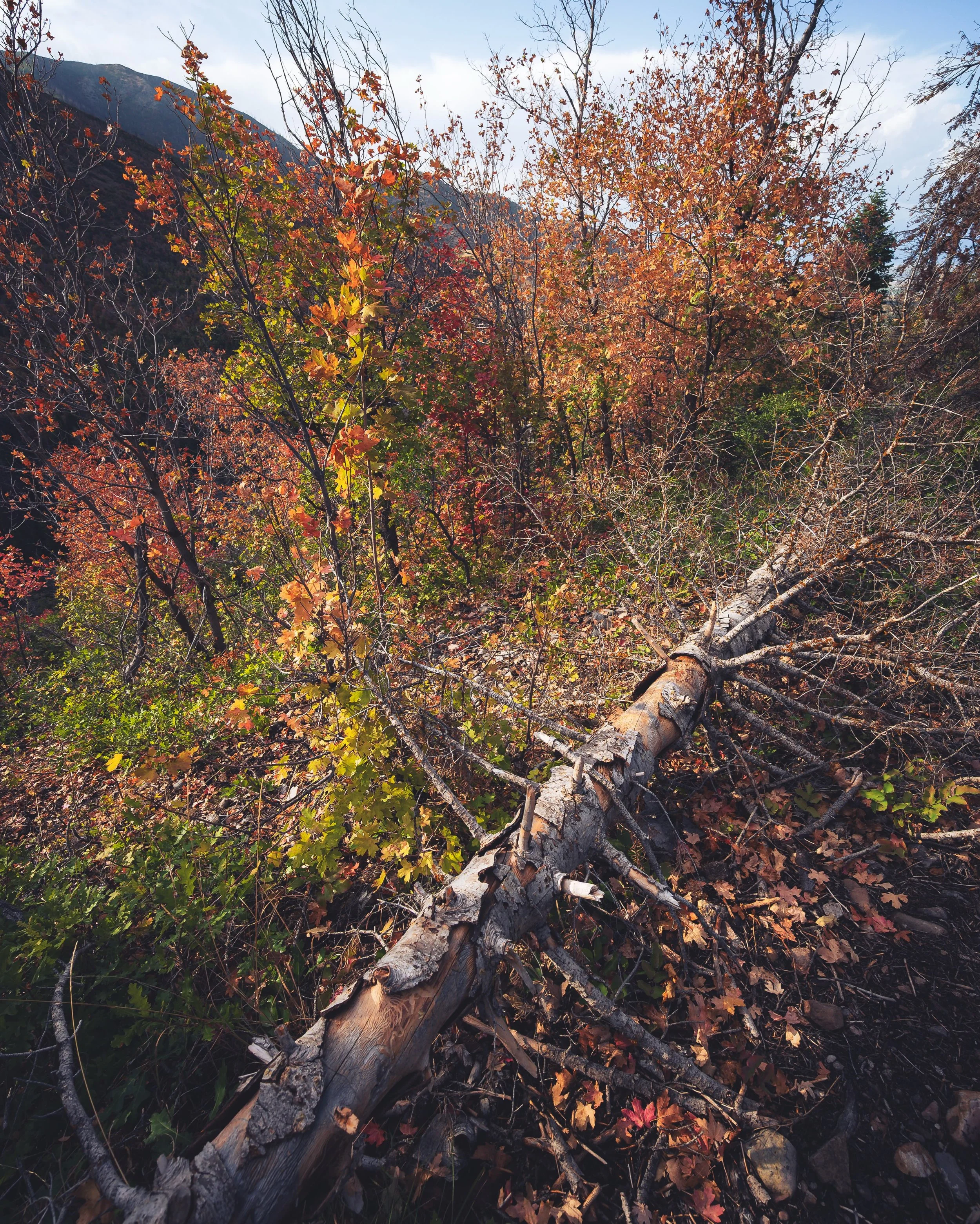 Fallen tree in fall foliage, Nebo Loop. Sep 18, 2026