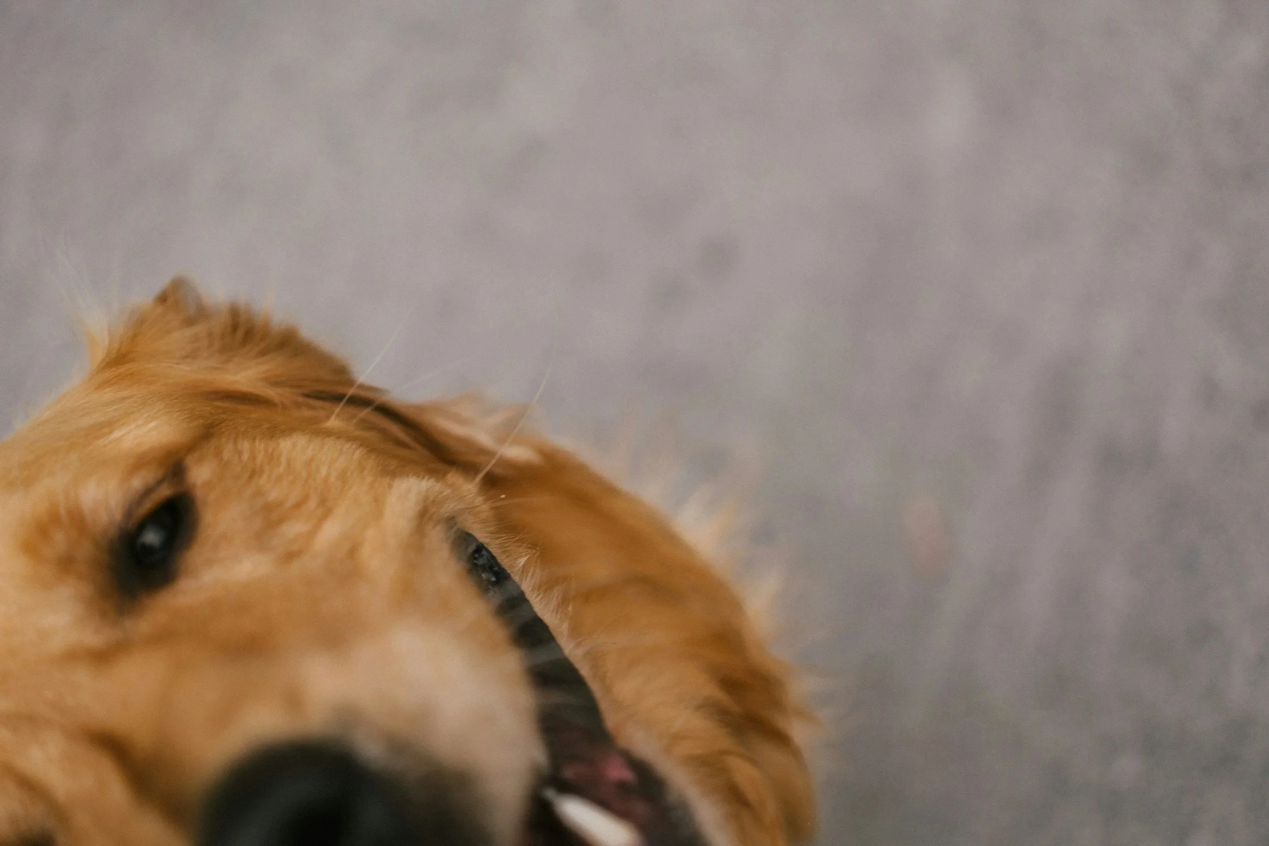 Close-up of a golden retriever dog lying down on a gray surface, looking up with a partly open mouth.