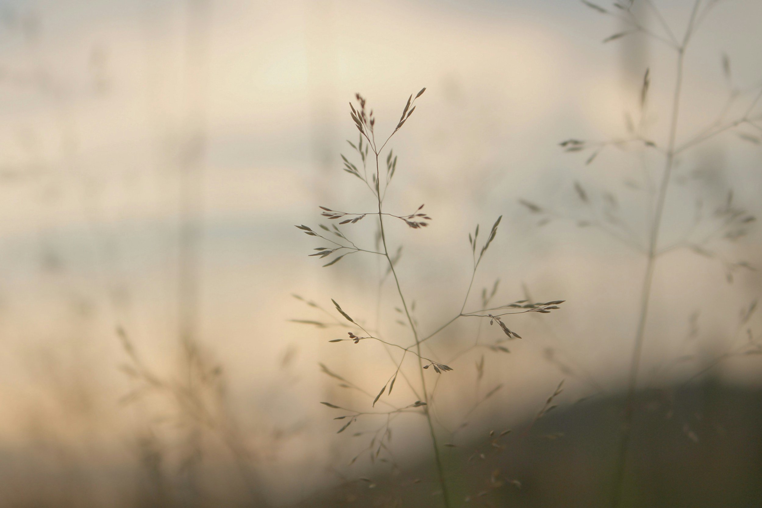 Close-up of delicate grass stalks against a blurred background.