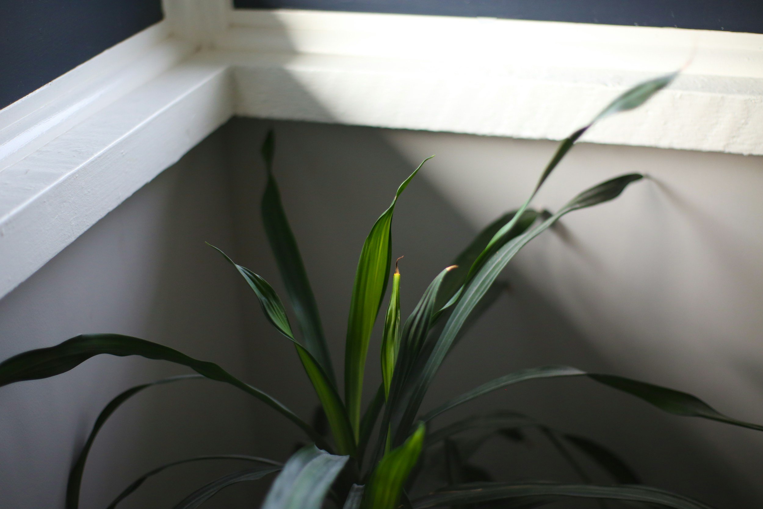A green houseplant with long, narrow leaves growing indoors near a white window ledge, with sunlight casting shadows.
