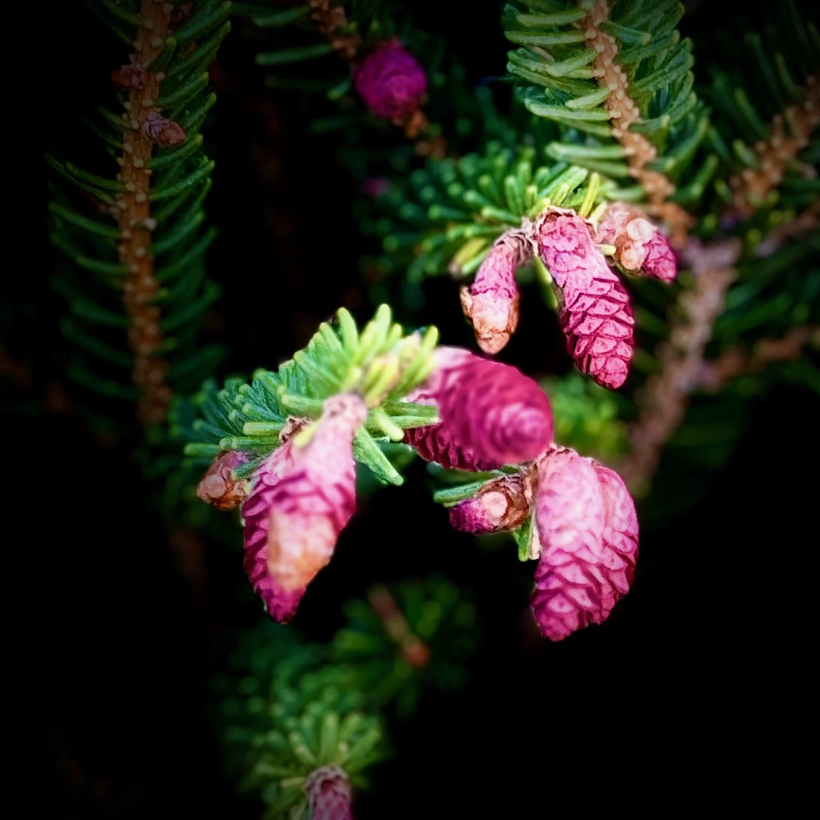 Ken_pinecone bud flower_crop1.jpg