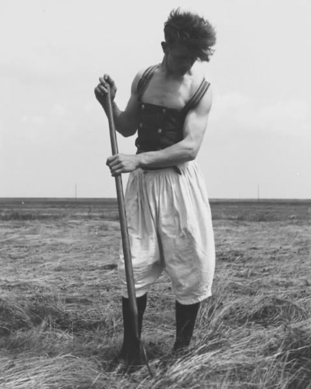  Pieter Kes haying in Marken, a Dutch village famed for its surviving folkways, c. 1943, on the eve of the “Hunger Winter” of 1944–45. On his torso he wears a woolen “middle” or “health,” which provided support for the lower back and, in cooler seaso