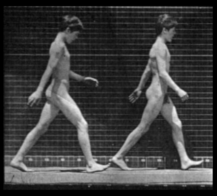  Eadweard Muybridge. Animal Locomotion.      