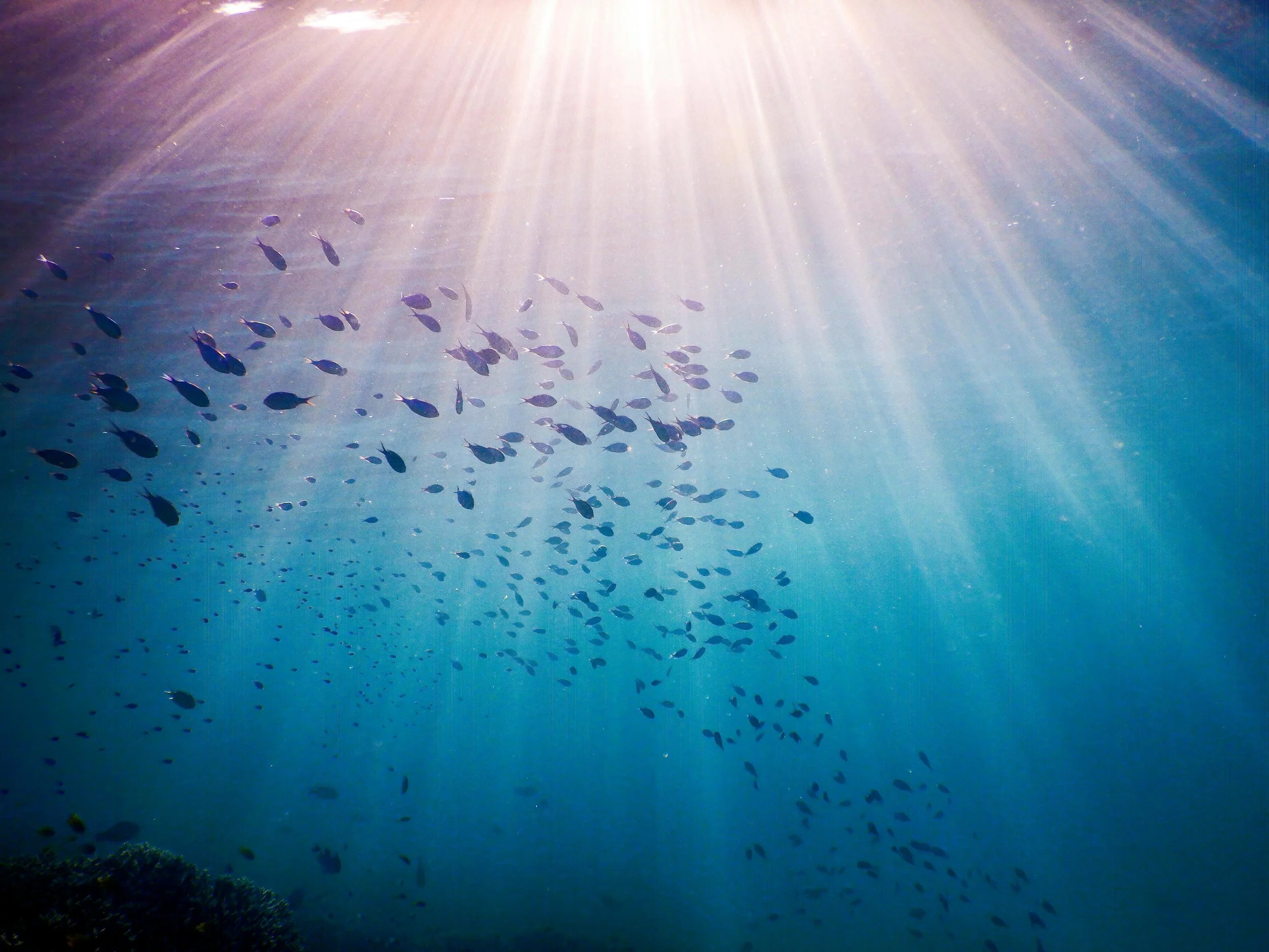 Schools of small fish swimming underwater with sunlight rays coming from the surface.